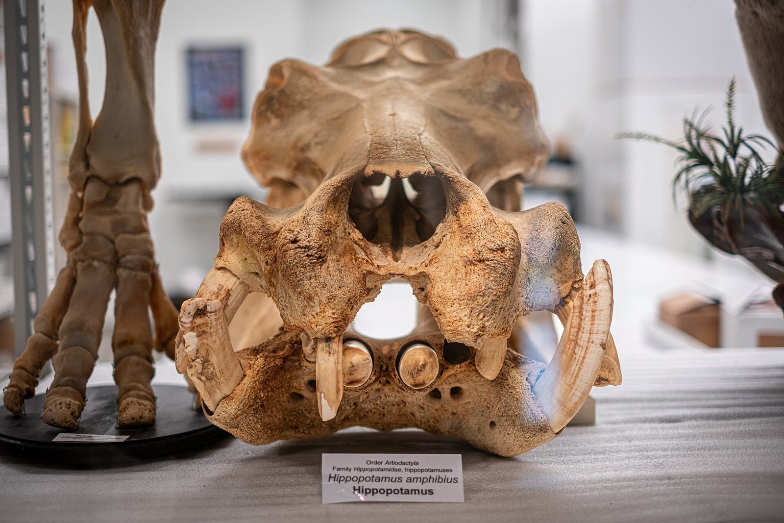 Front view of a hippopotamus skull on a table with a specimen label, its lower canine tusks and incisors jutting forward, a foot skeleton at left