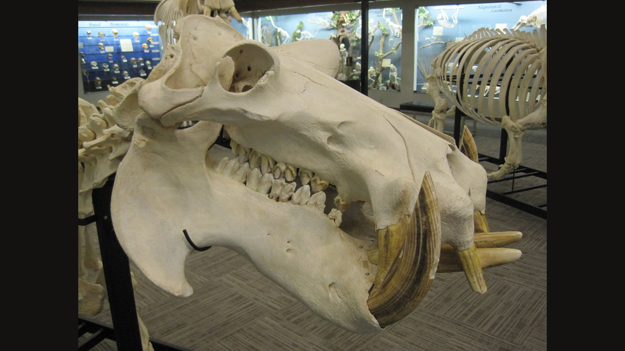 Side view of a hippopotamus skull on a museum stand, with a long lower jaw, large curved lower tusks and rows of teeth, other skeletons behind