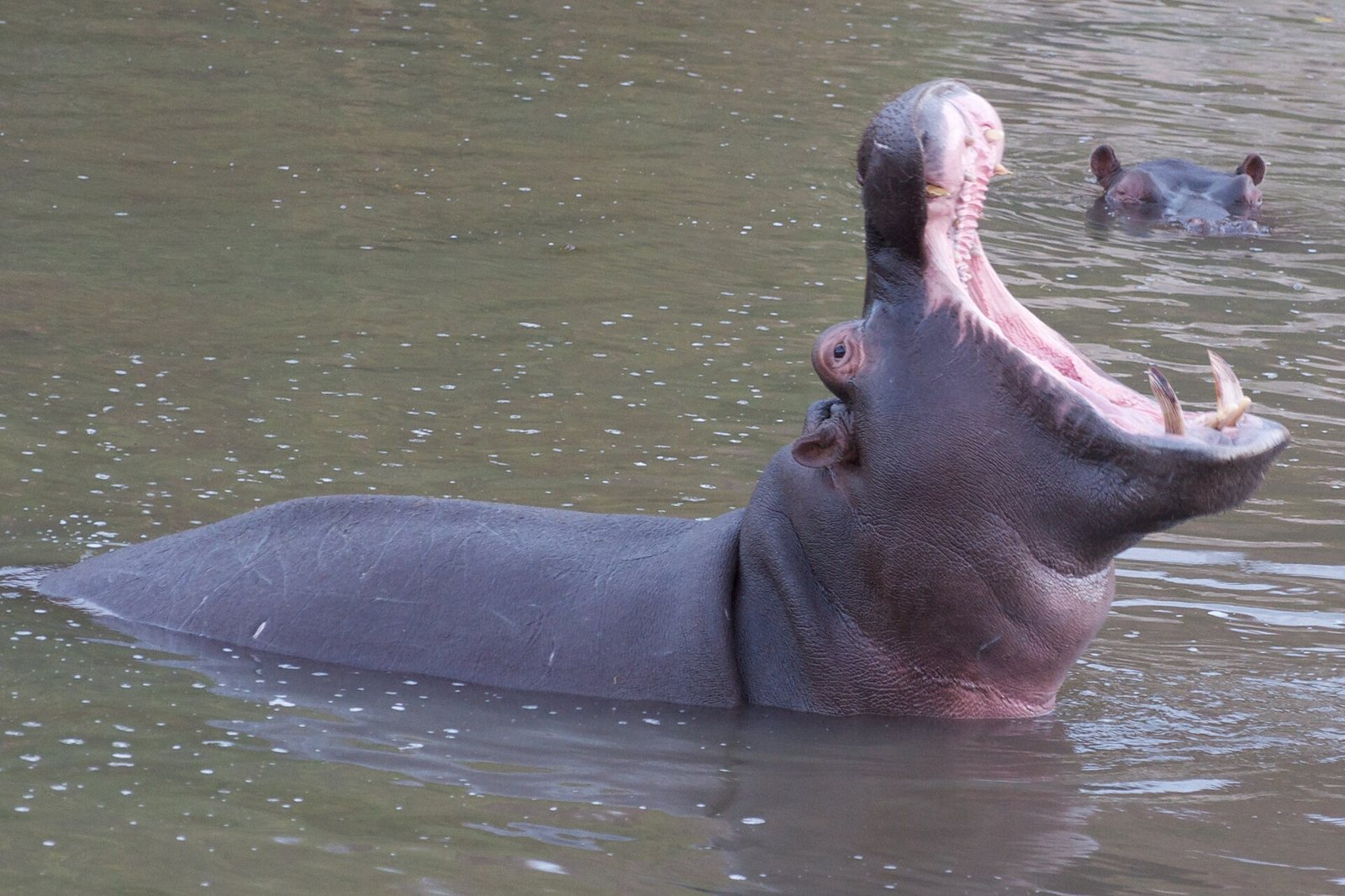 A hippopotamus in water with its jaws opened wide, showing a pink mouth and lower tusks, another hippo's head visible behind
