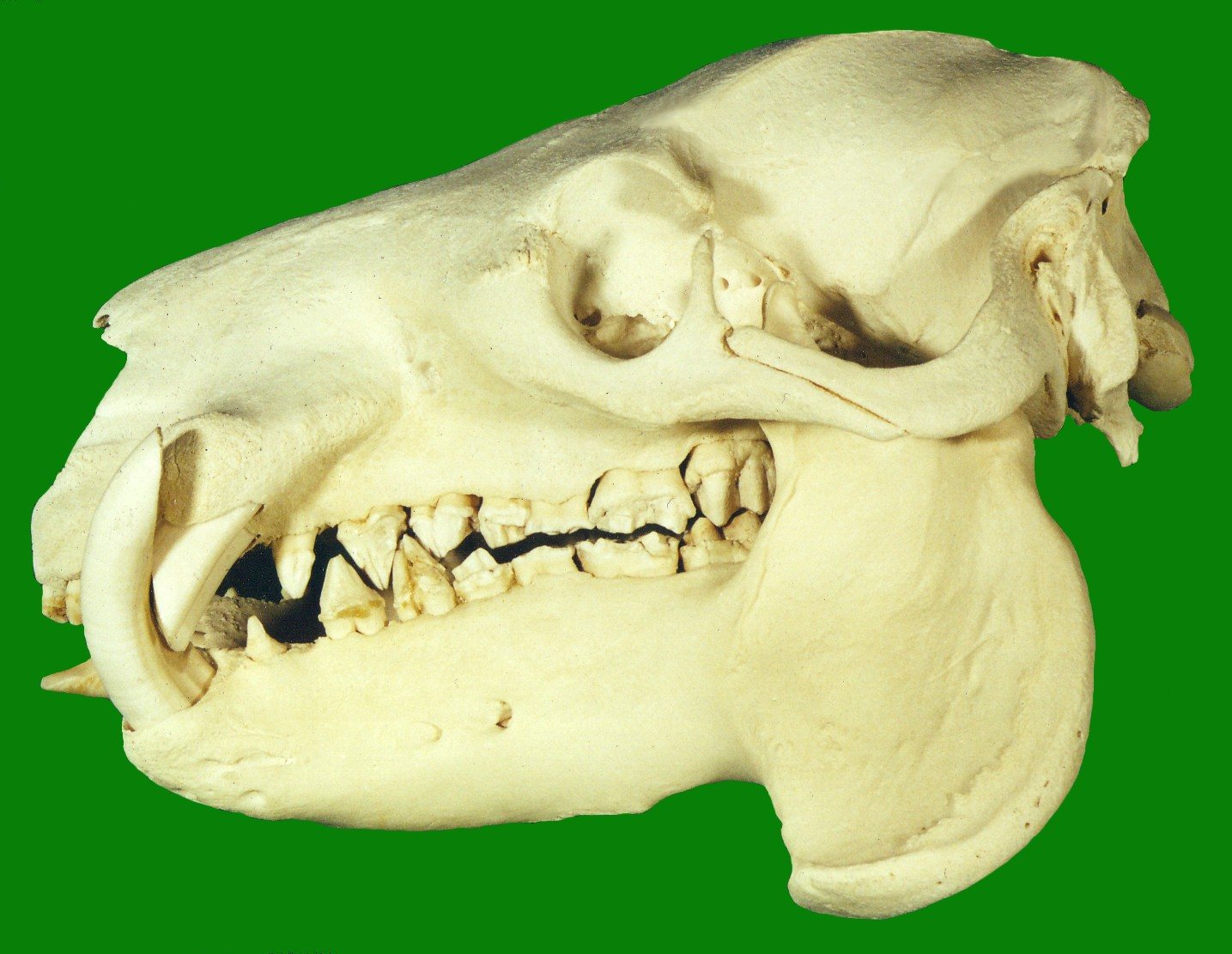 Side view of a pygmy hippopotamus skull against a green background, showing the rounded braincase, long lower jaw and curved tusk