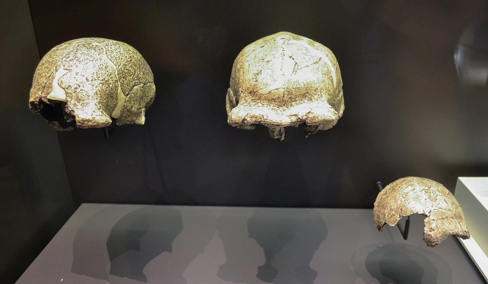 Three replica Homo erectus skull caps in a dark museum case, two pale ones at the top and a smaller broken one at the lower right, each on a thin mount above a grey shelf