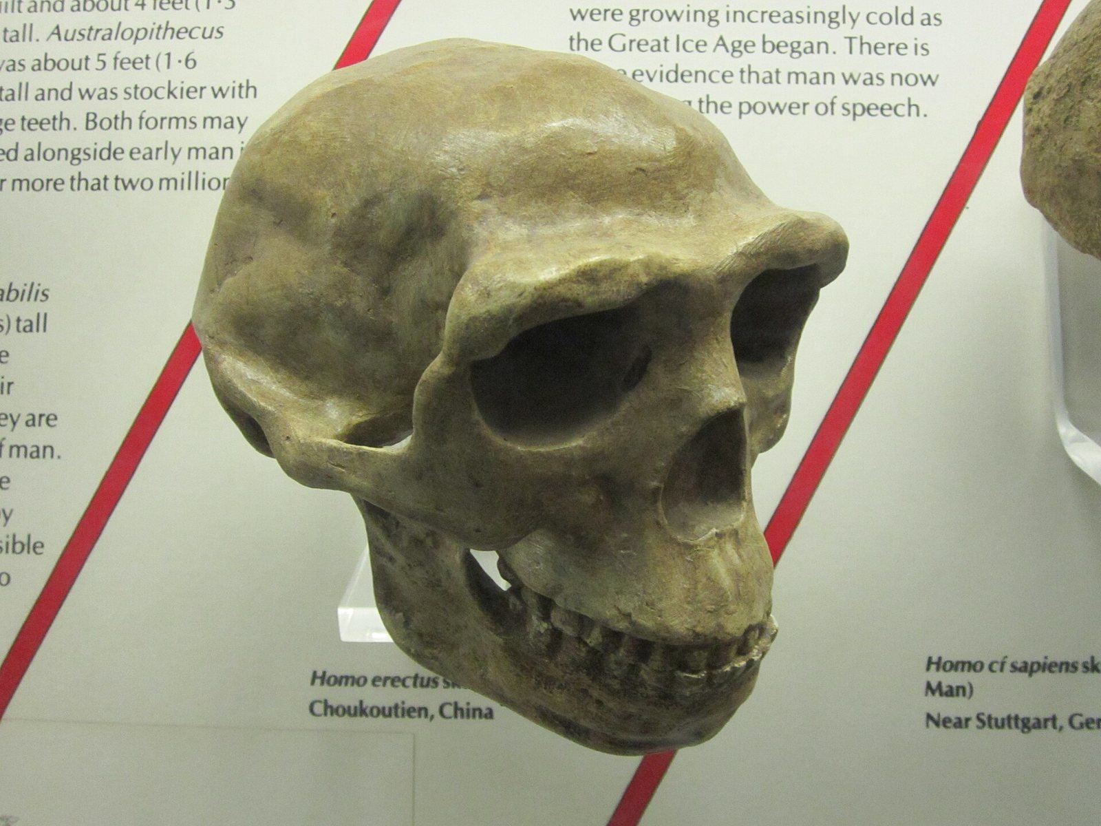 Cast of a Homo erectus skull seen from the front and side, with a heavy brow ridge, a low sloping forehead, a wide face and a full set of teeth, in front of a museum label