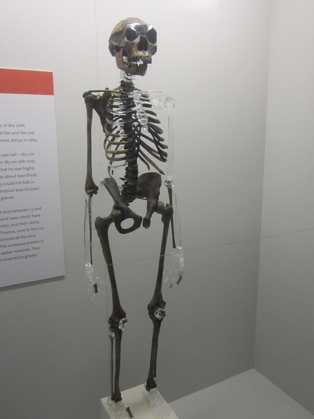 A cast of the Nariokotome Boy skeleton standing upright in a glass case, with a long, slim body, an elongated skull and a text panel on the wall behind