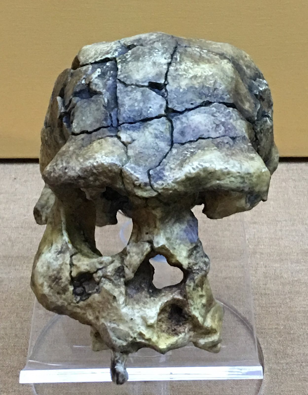 A dark, cracked reconstruction of the Sangiran 17 skull seen from the front, with a thick brow, a wide nose opening and the cranium crossed by fine dark lines, on a clear stand