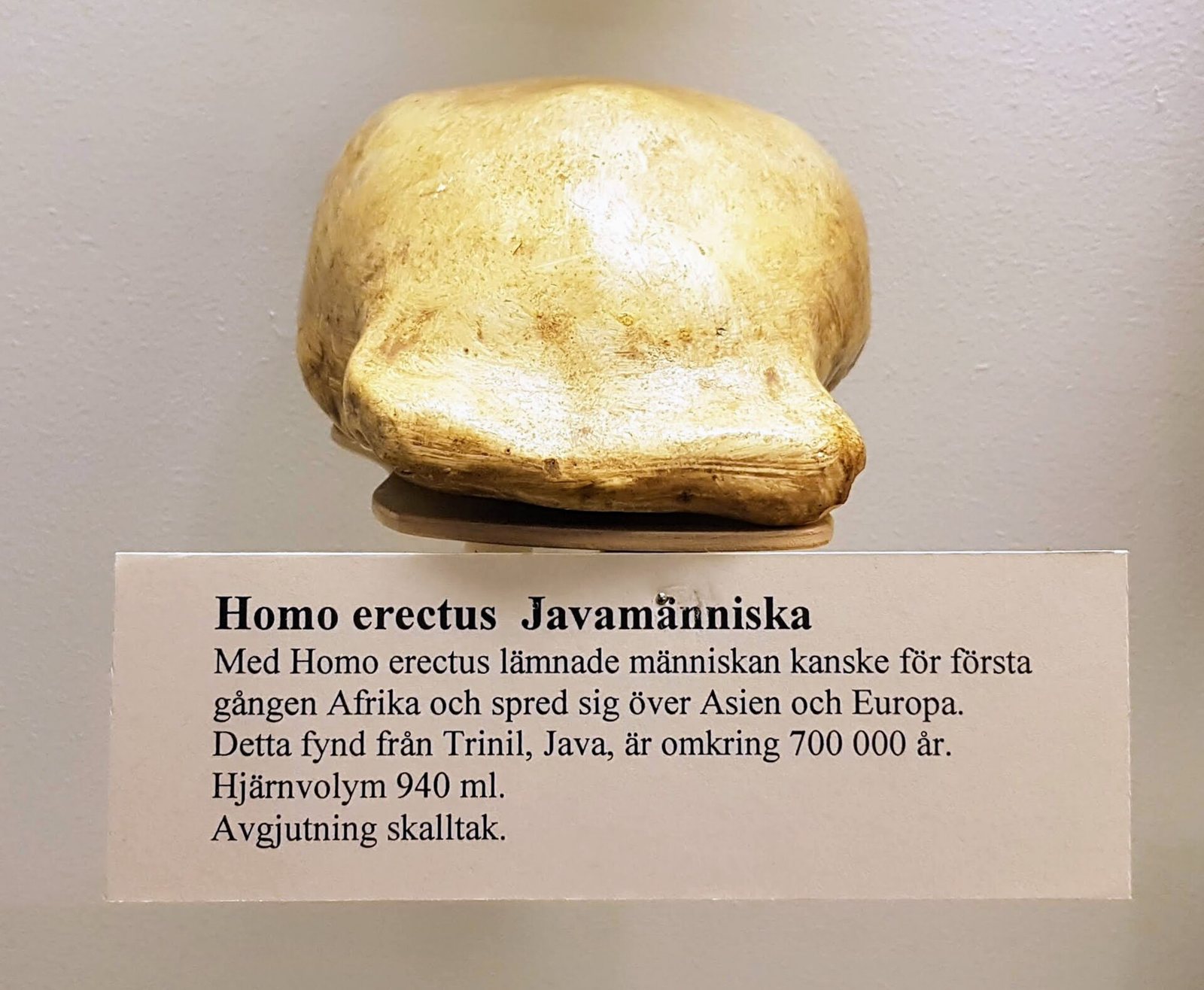 A pale, rounded skull cap on a small stand above a museum label in Swedish that names Homo erectus, Java Man, and gives a brain volume of 940 millilitres