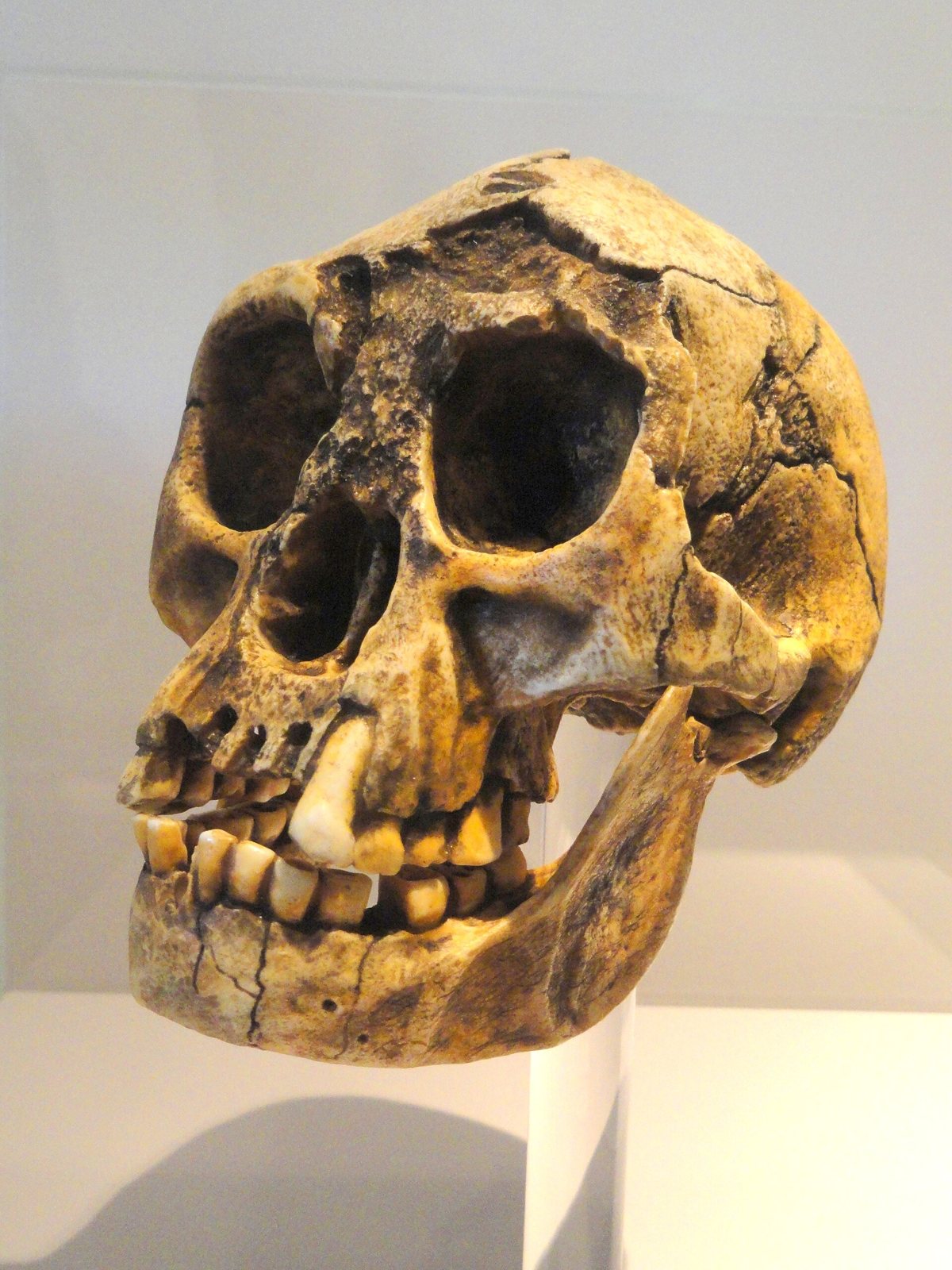 Three-quarter view of a Homo floresiensis skull on a clear stand: a small skull with a low forehead, large eye sockets, a short face and a full set of teeth, with the lower jaw attached
