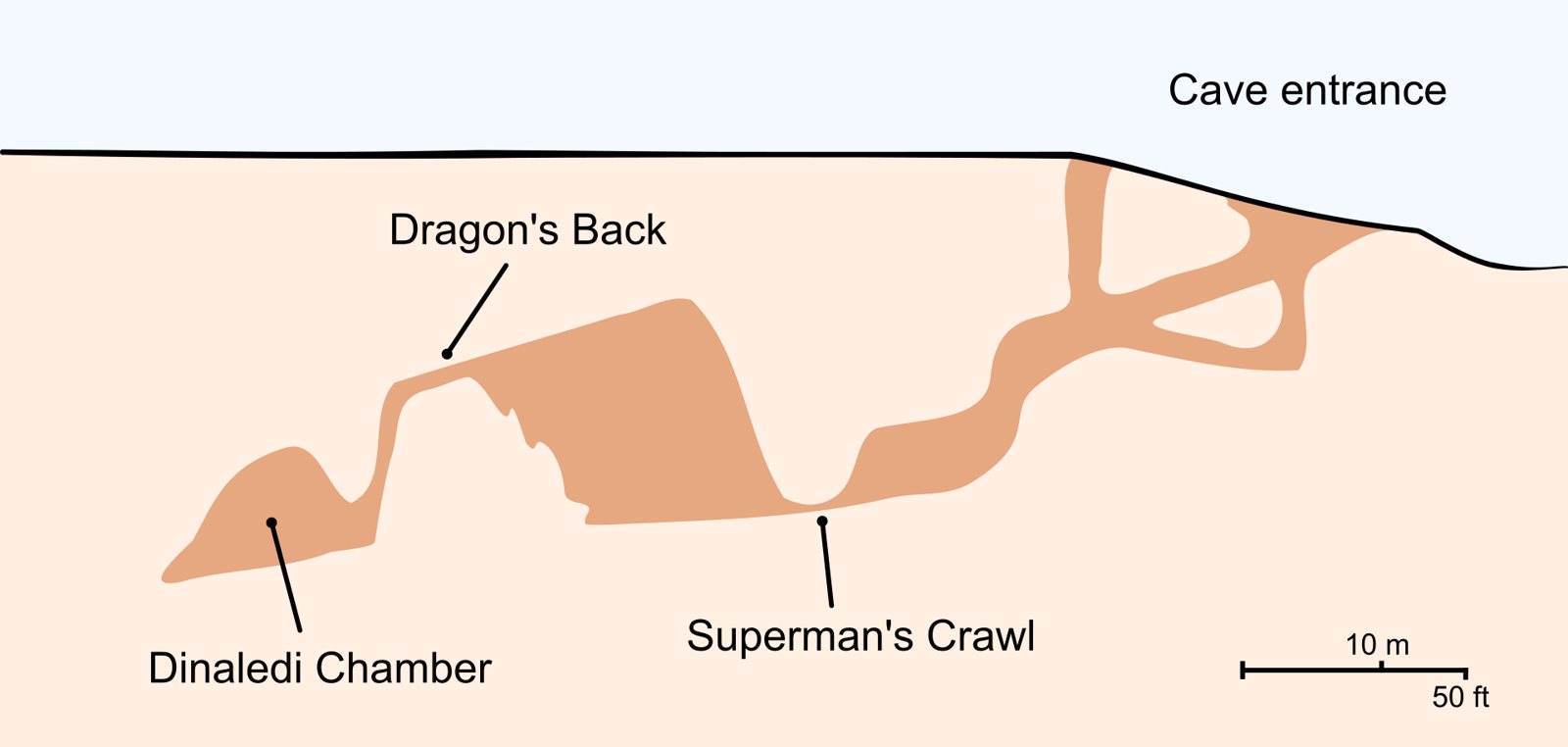 Schematic cross-section of the Rising Star cave system showing the passage from the cave entrance through the Dragon's Back and Superman's Crawl down to the Dinaledi Chamber, with a 10 metre scale bar