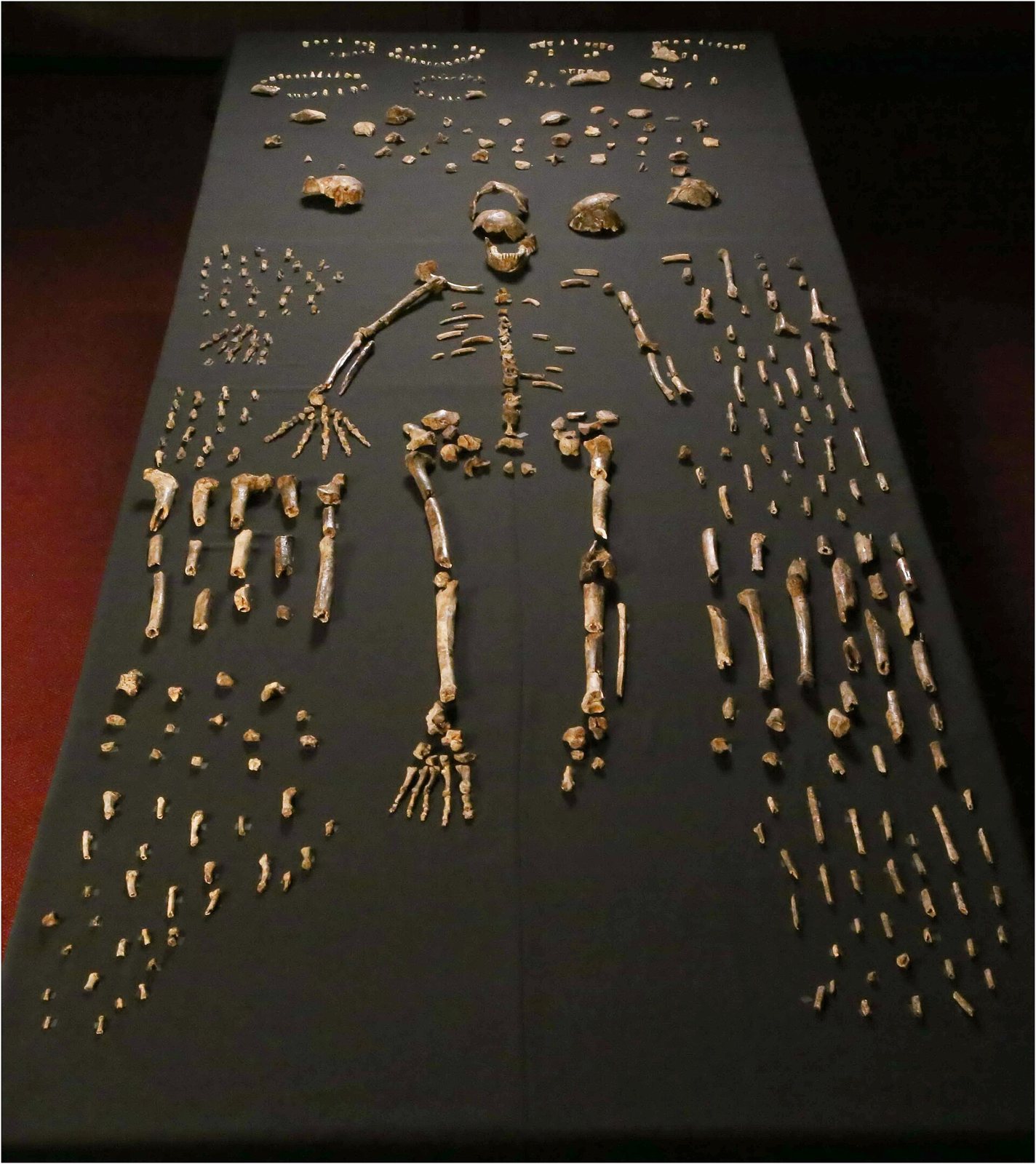 Hundreds of Homo naledi bones laid out in anatomical order on a dark table, with a near-complete skeleton down the centre and smaller bones such as ribs, hand bones and foot bones arranged around it
