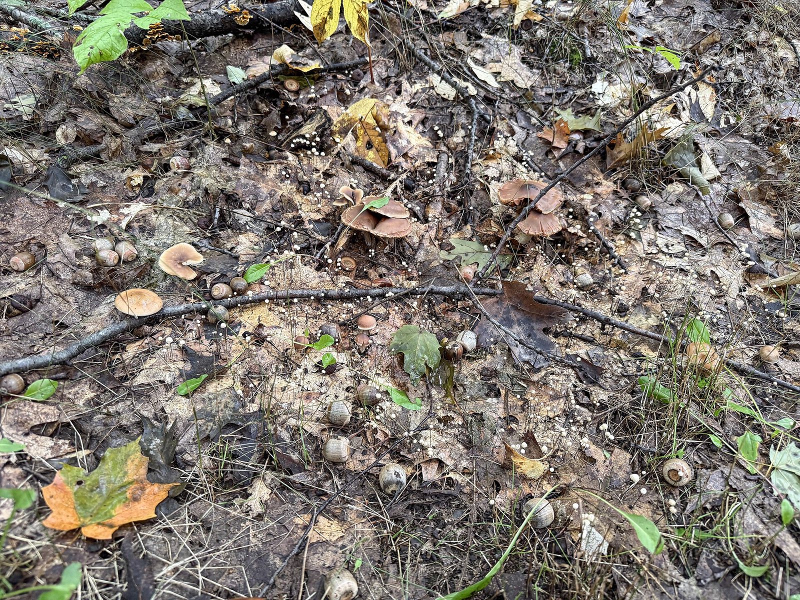 A forest floor covered in brown fallen leaves and twigs, with small mushrooms, acorn caps and a single orange maple leaf at the lower left