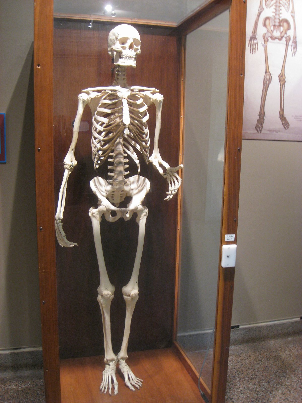 A cleaned, articulated human skeleton standing in a wood-framed glass case in a museum, with part of an anatomy chart on the wall beside it
