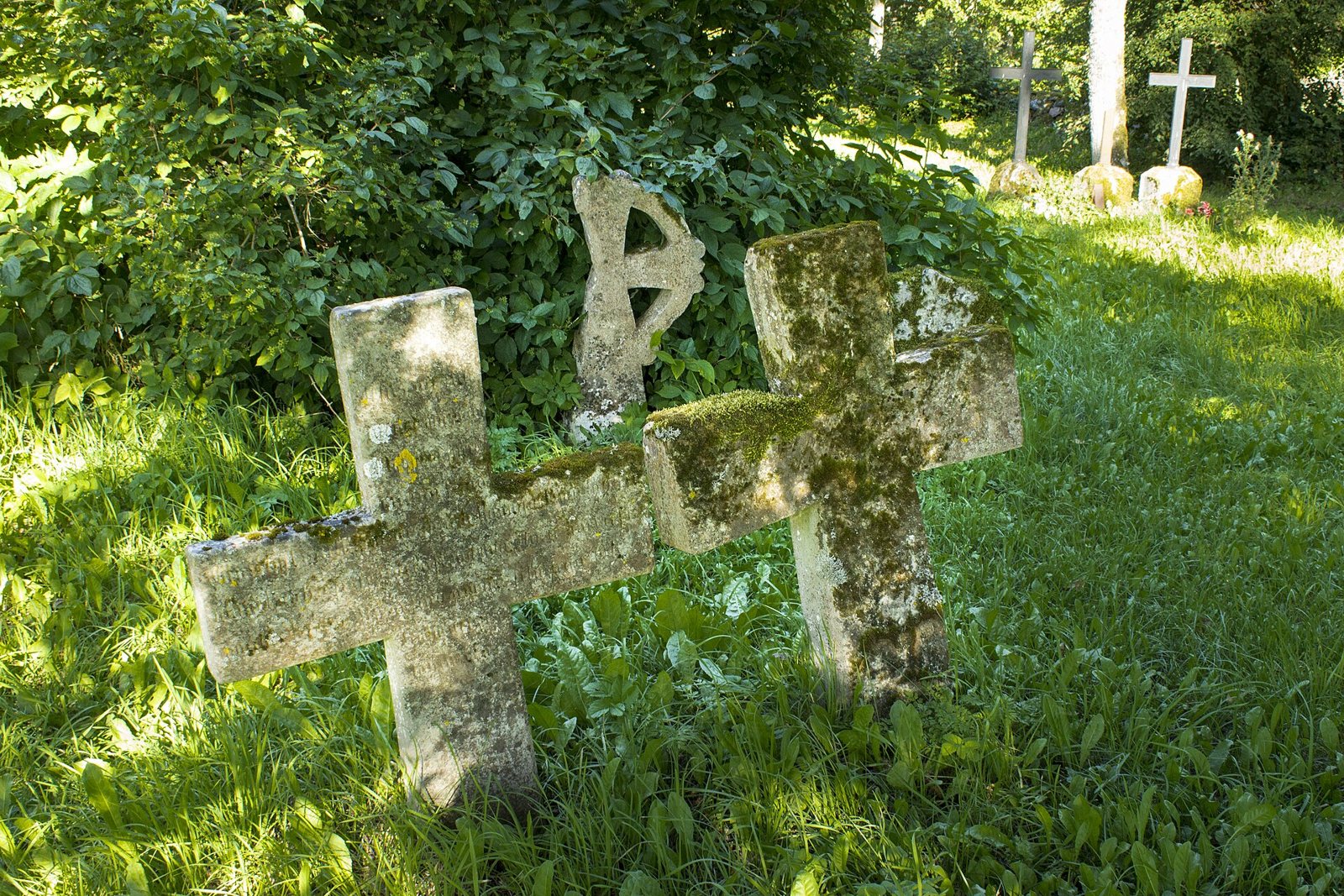Two worn stone crosses leaning in long grass, covered in green moss, with ivy behind them and more crosses in the distance