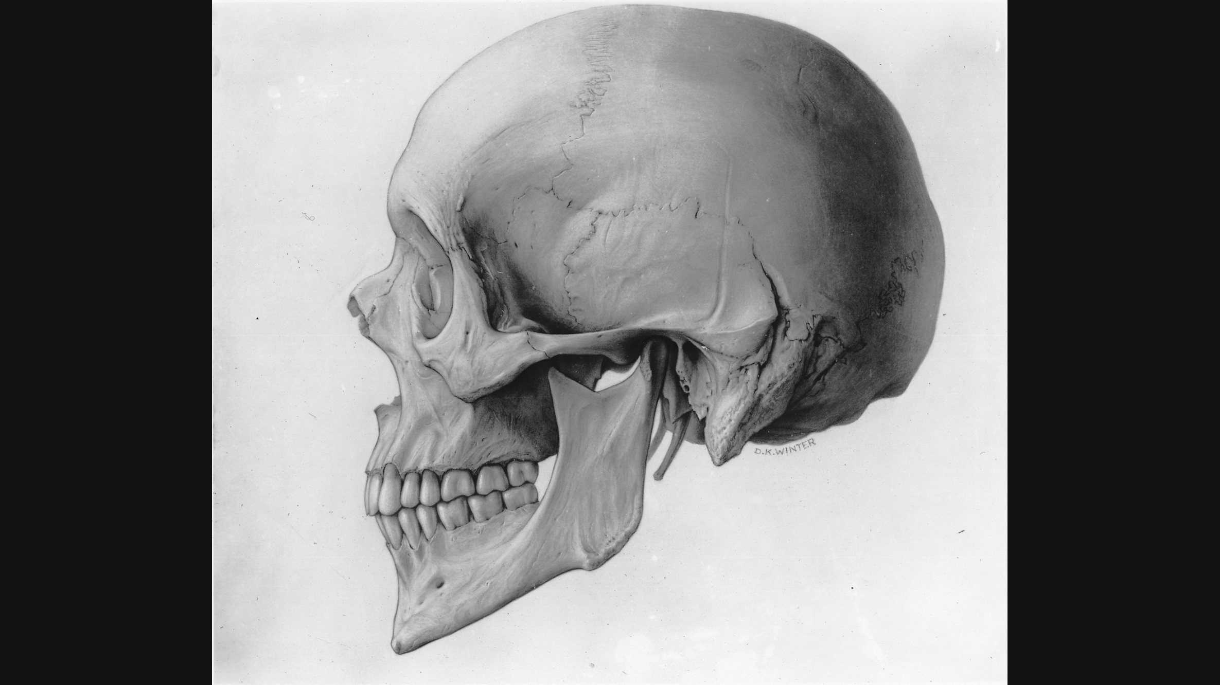A grey-toned anatomical drawing of a human skull in side view, with the teeth, cheekbone, jaw hinge and the seams of the braincase drawn in fine detail on a pale background