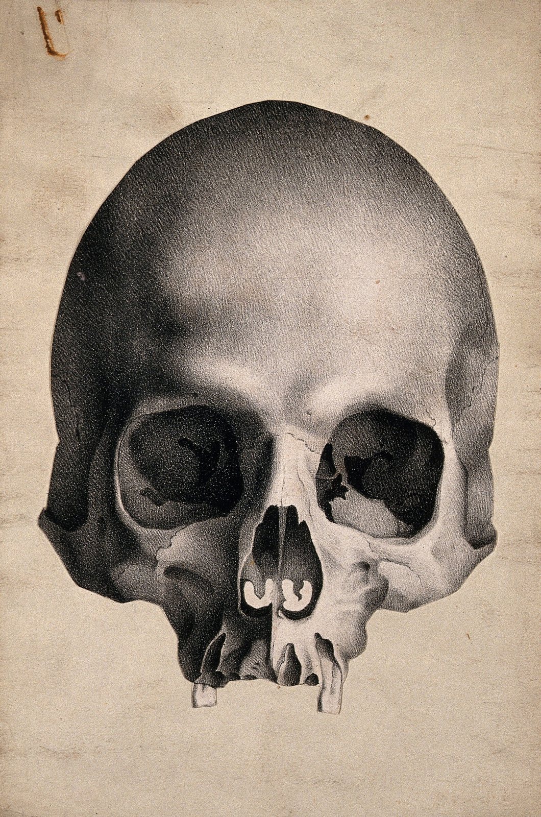 A lithograph of a human skull seen from the front, with dark eye sockets, a pear-shaped nasal opening and a smooth domed forehead
