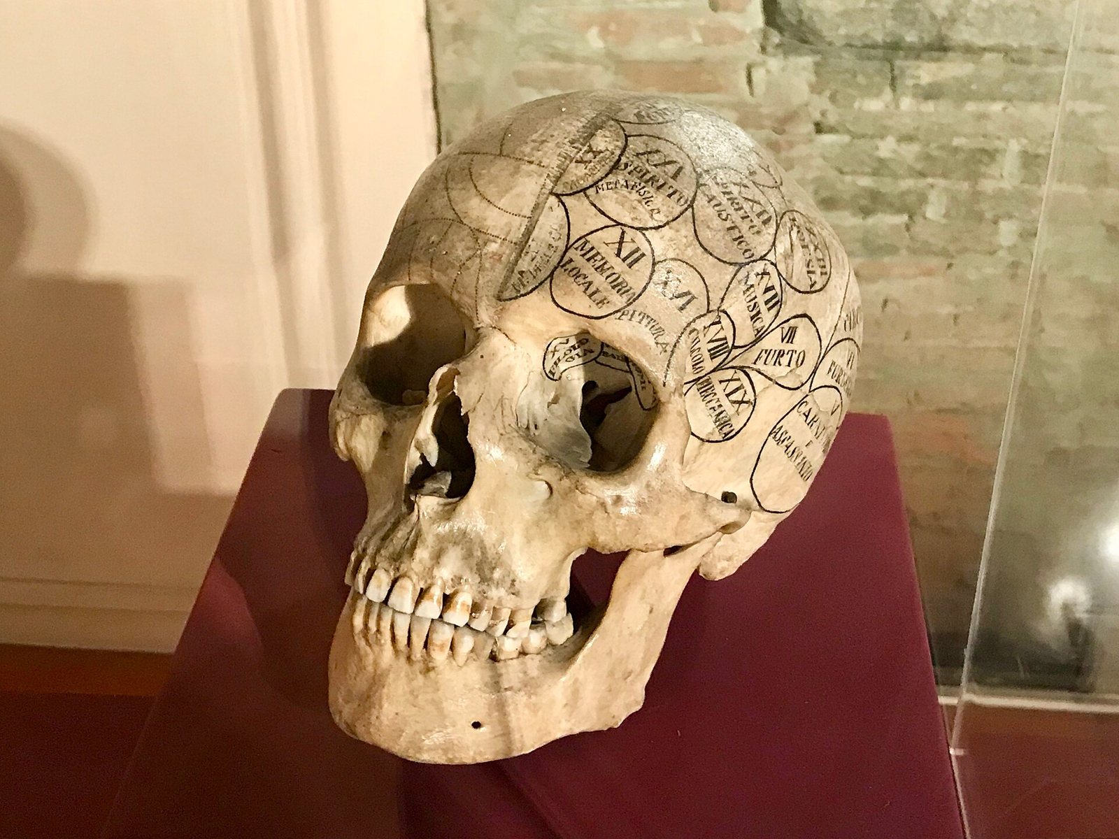 A human skull in a glass case with phrenology zones and Italian labels inked on the cranium, lit against a brick wall