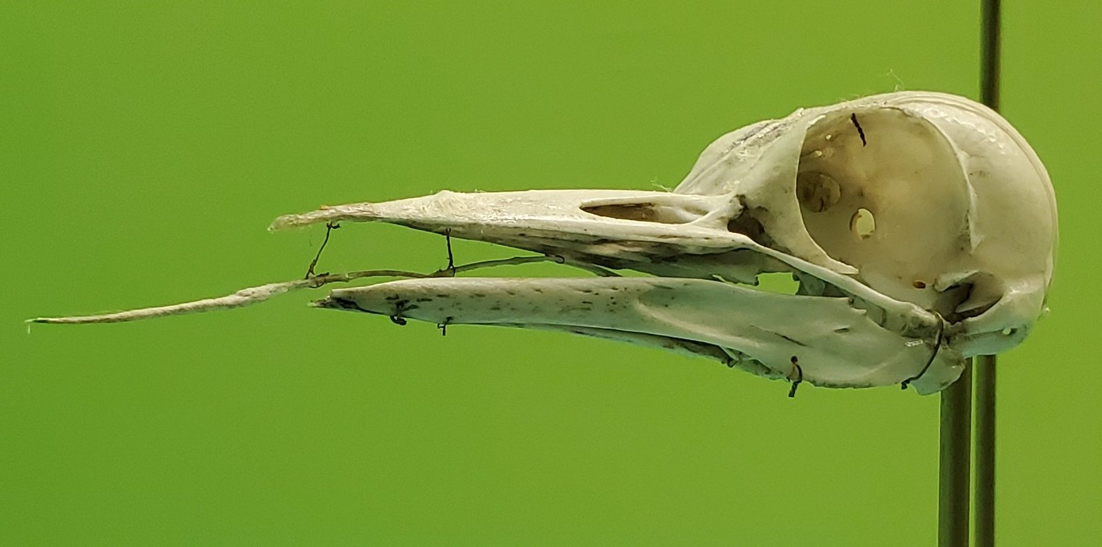 Side view of a pileated woodpecker skull on a green background, with a long straight beak, a rounded braincase and a thin bony strip curving back along the lower beak
