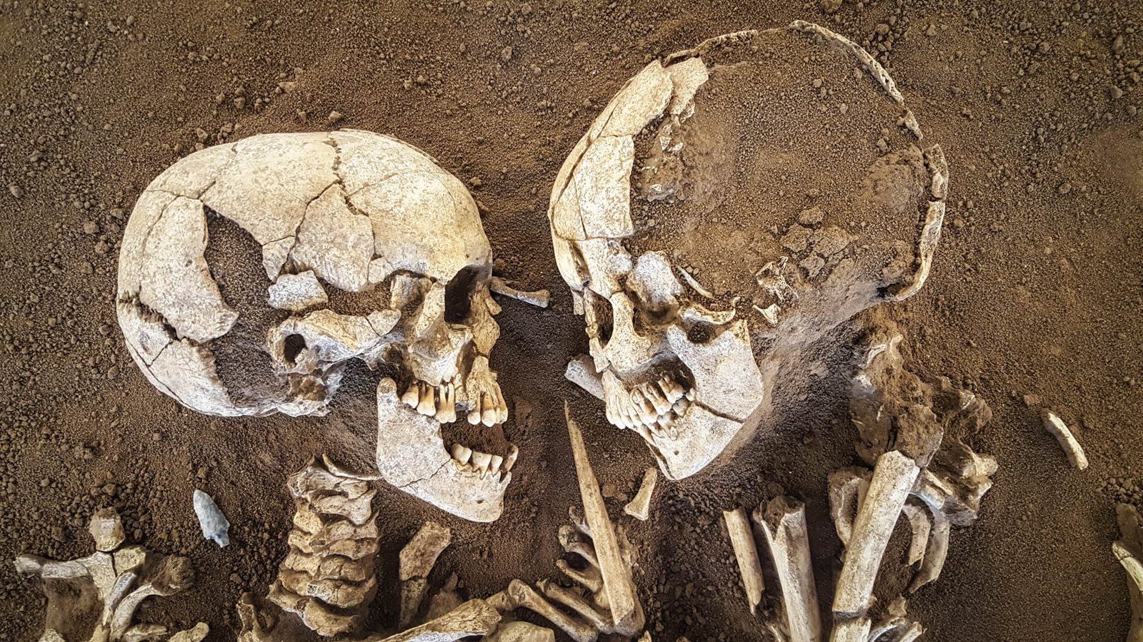 Close view of the two skulls of the Lovers of Valdaro facing each other in brown earth, with neck vertebrae and arm bones below