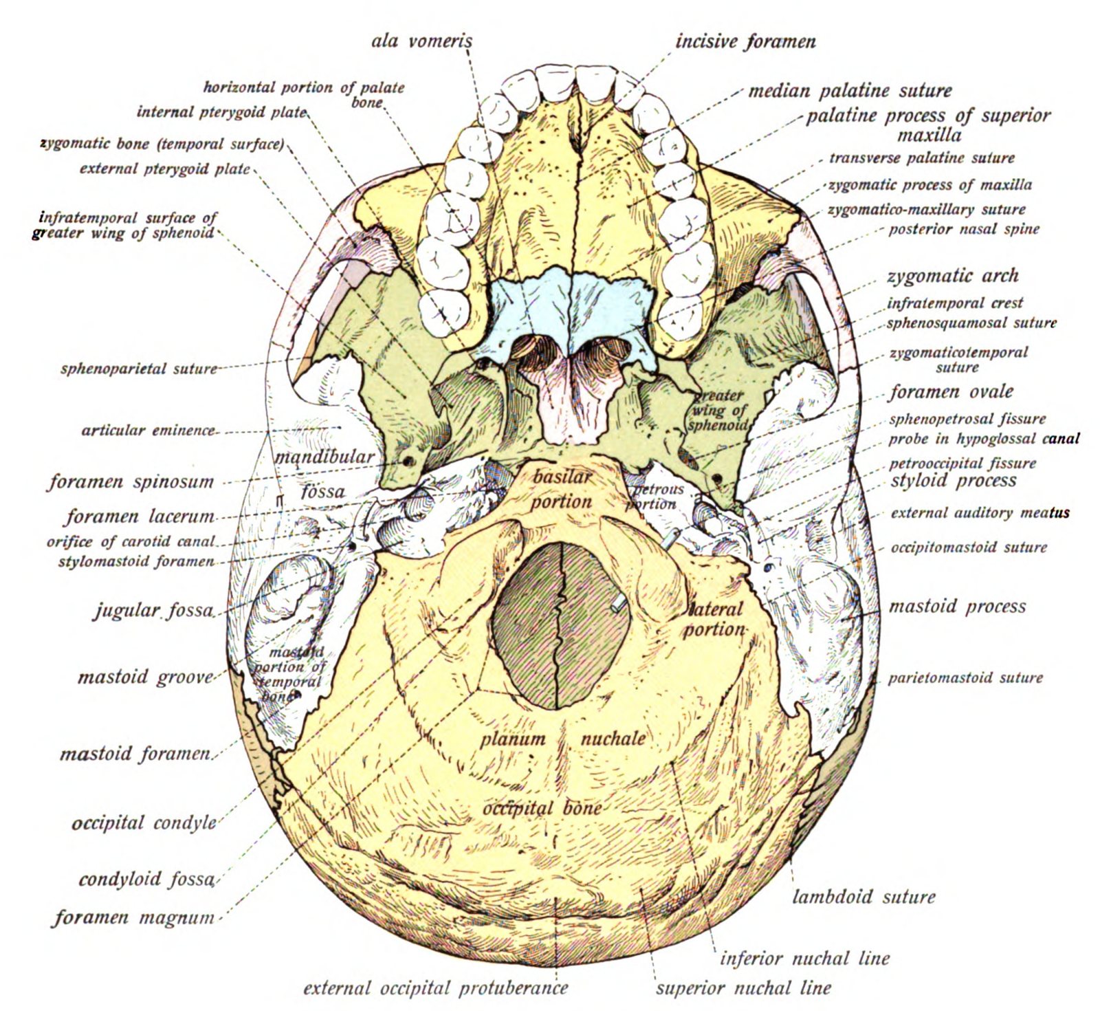 Colour anatomy drawing of the underside of a skull, with the upper teeth at the top and the large oval foramen magnum near the centre, all openings labelled