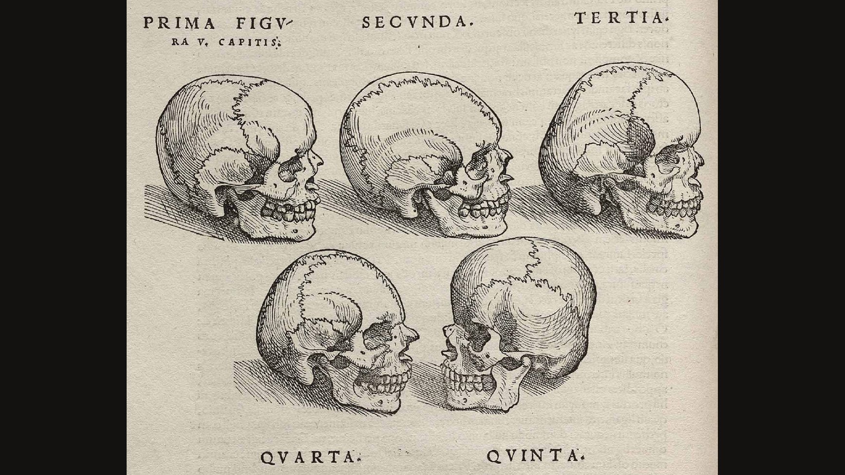 Woodcut page showing five human skulls in side view, each labelled in Latin from prima to quinta