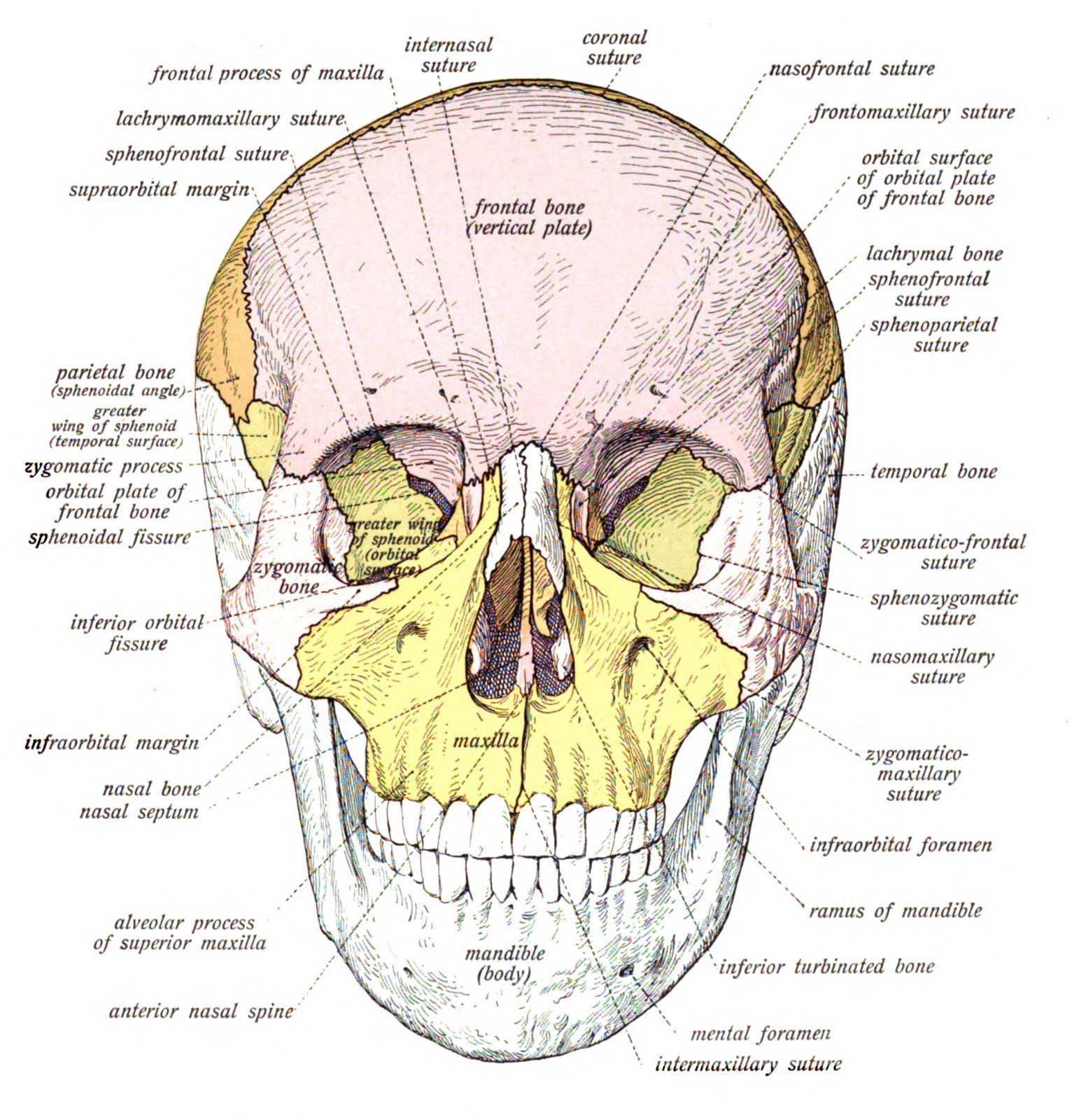 Colour anatomy drawing of a skull from the front, with the nasal bones at the bridge and the open nasal cavity below them labelled