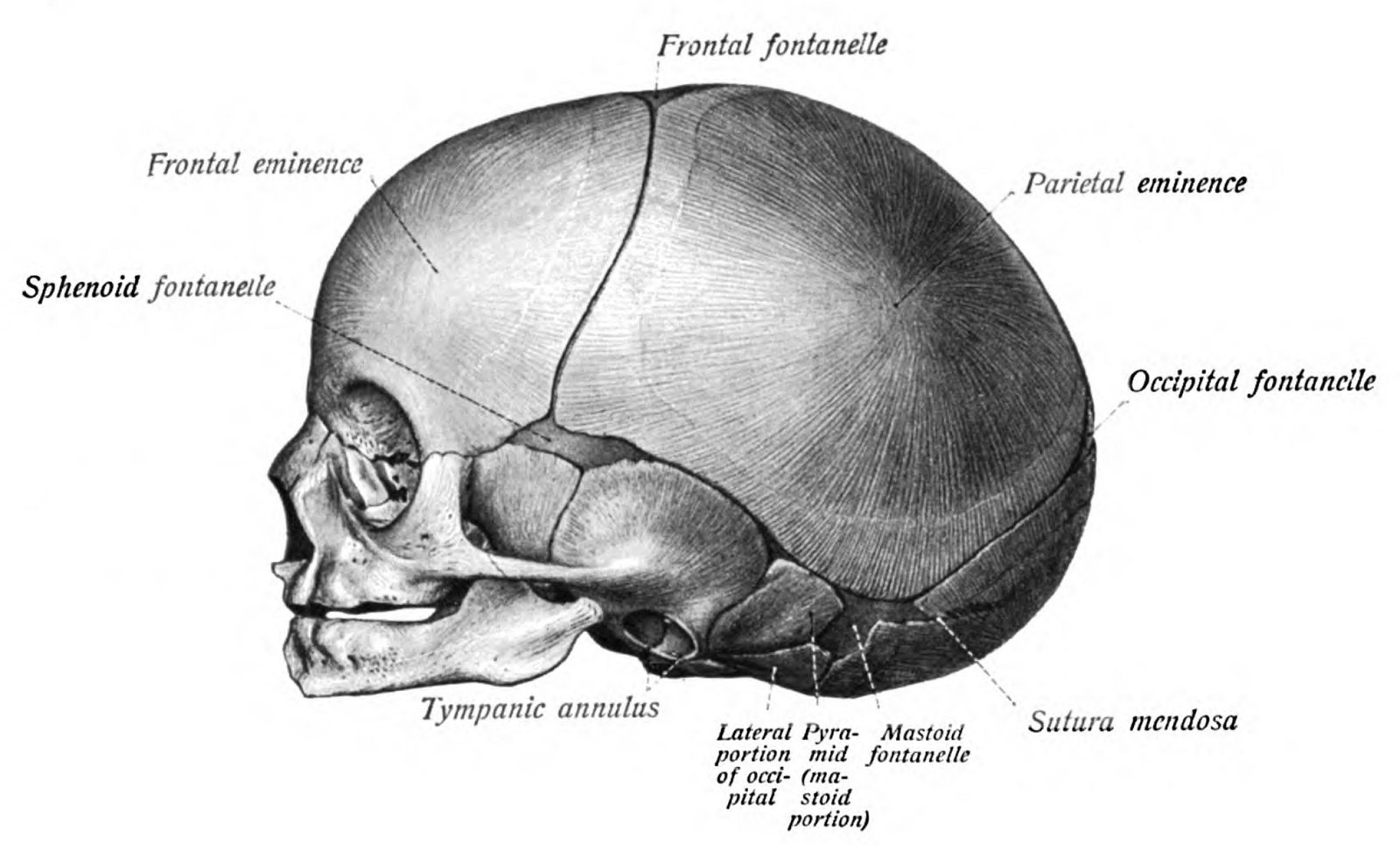 Anatomy drawing of a newborn's skull from the side, with the frontal, sphenoid, mastoid and occipital fontanelles labelled between the bones