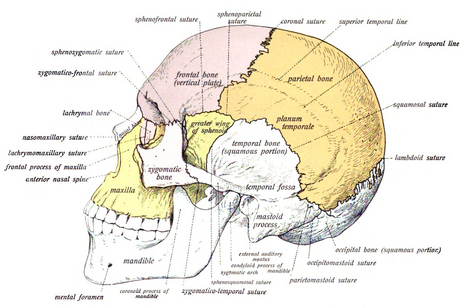 Colour anatomy drawing of a skull from the side, with the frontal, parietal, temporal, sphenoid, zygomatic and maxilla bones and the mandible labelled