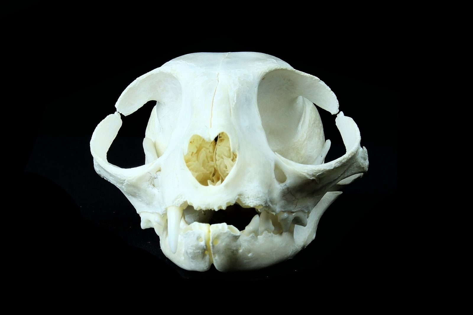A white cat skull seen from the front on a black background, with large round eye sockets, a heart-shaped nasal opening and sharp canines