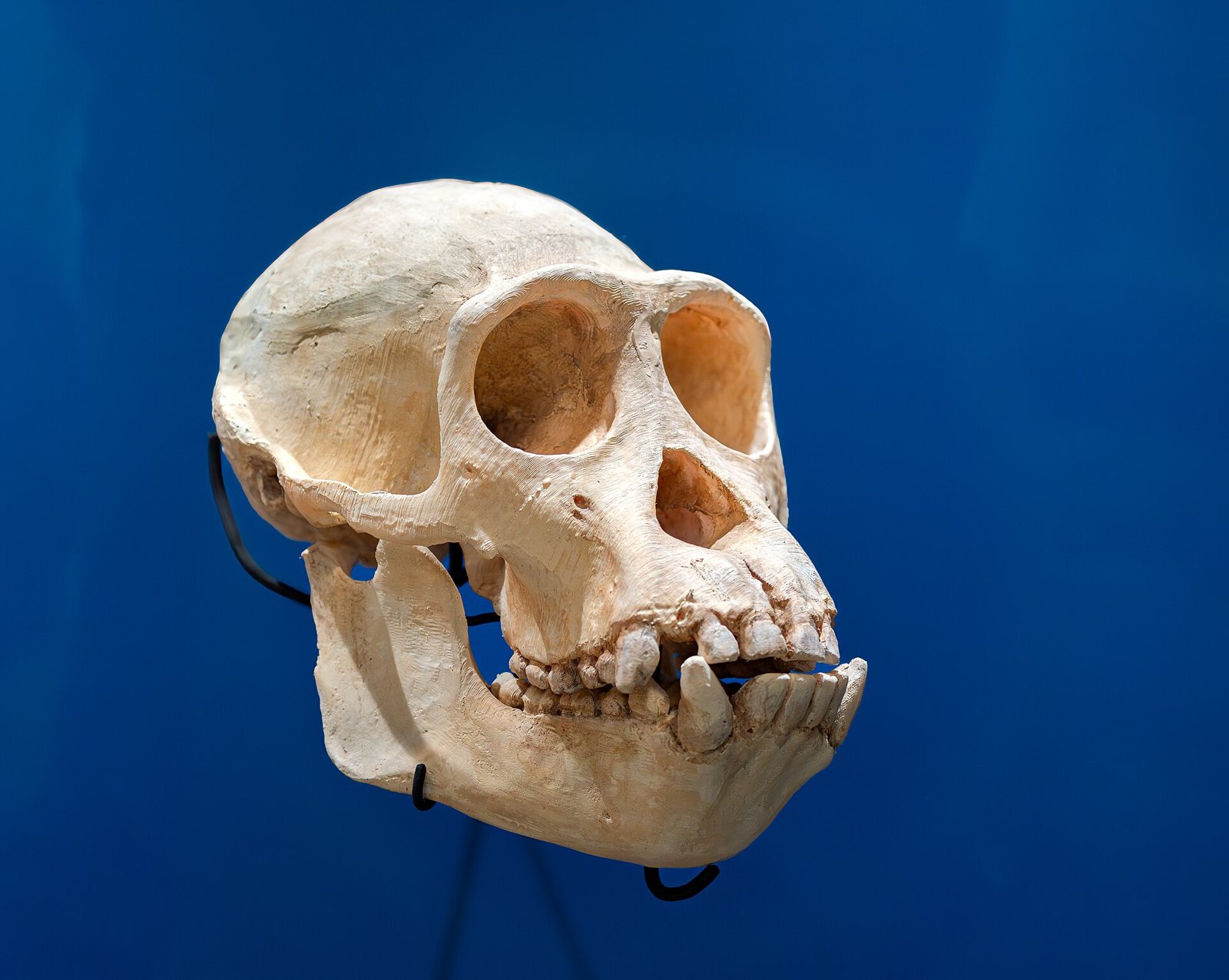 A chimpanzee skull in three-quarter view against a blue background, with large round eye sockets, a heavy brow ridge, a projecting jaw and a row of teeth