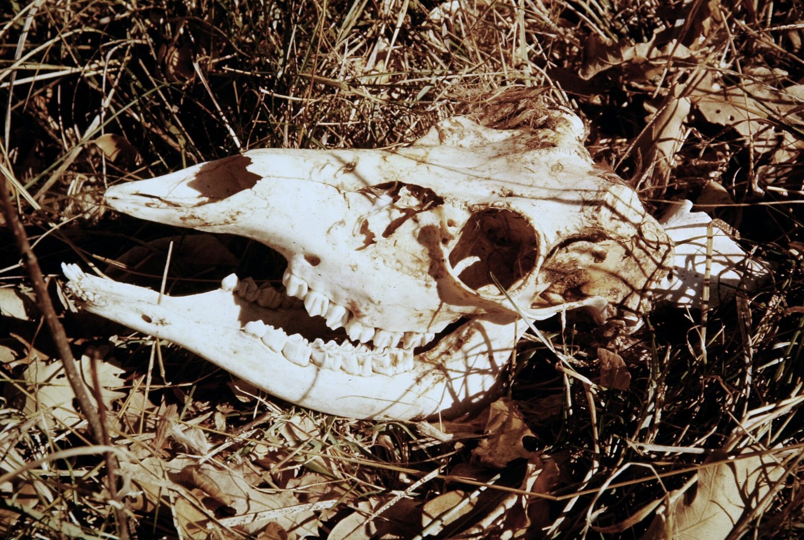 A pale deer skull lying in dry grass and leaves with the jaw open, showing a long narrow muzzle and a row of flat cheek teeth
