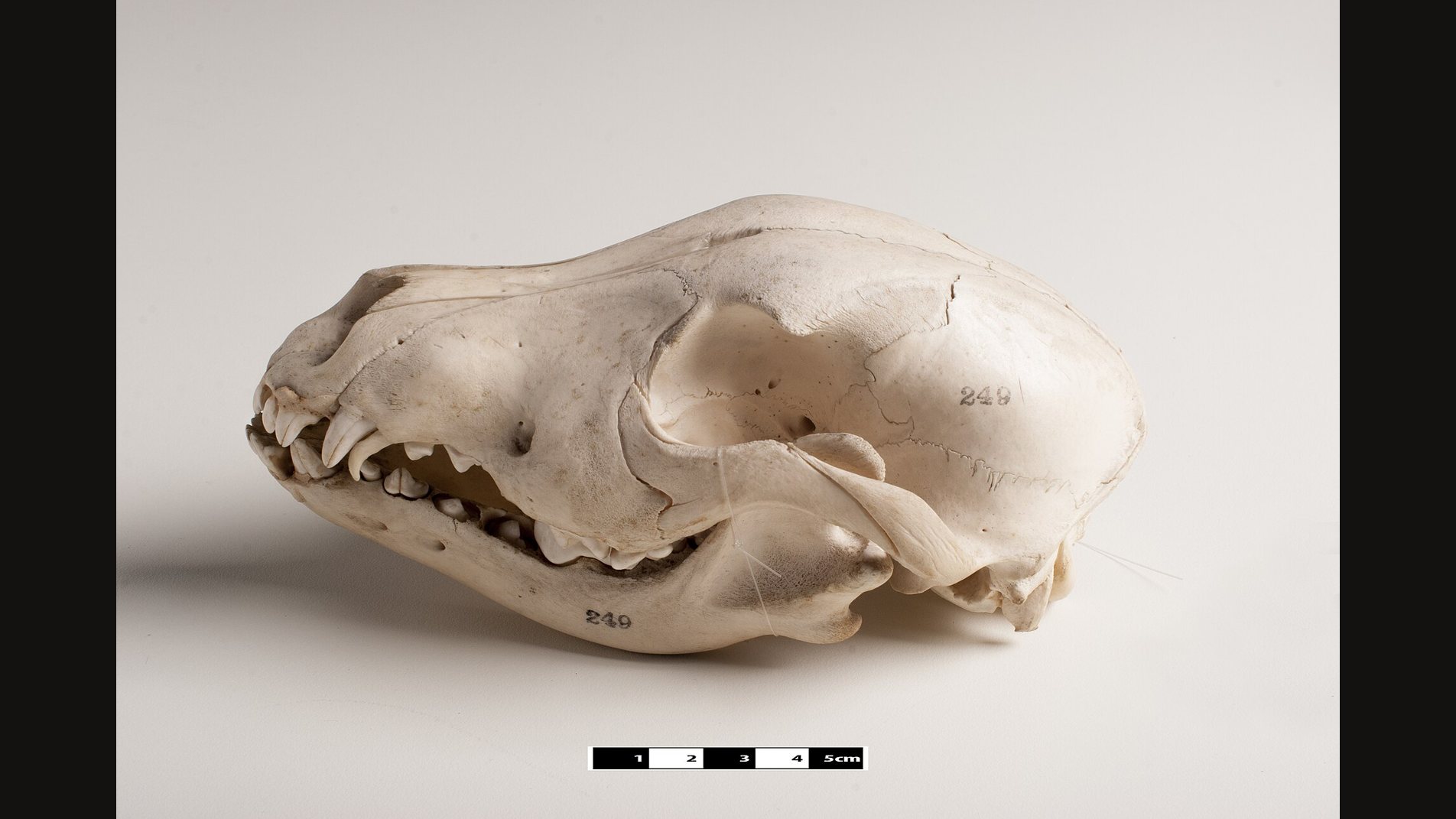 A dog skull in side view on a pale background, with a long muzzle and large pointed canines, and a small scale bar below