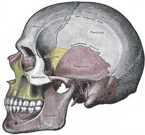 A colored anatomical plate of a human skull from the side, with the frontal, parietal, temporal, sphenoid and facial bones shaded and labeled and a full row of teeth