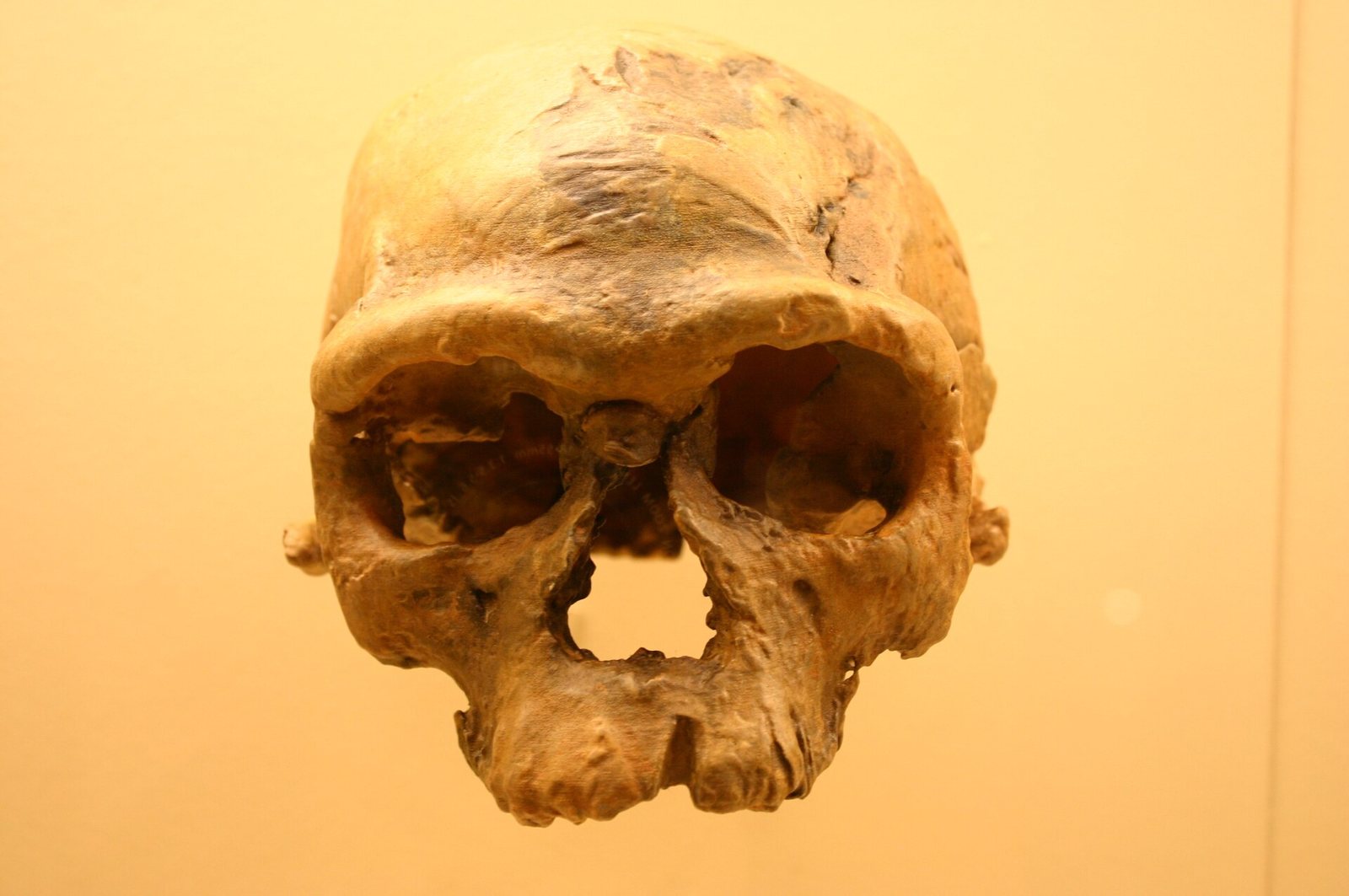 A cast of the Jebel Irhoud 1 skull under warm yellow light, seen from the front, with wide eye sockets, a broad nasal opening and a low, flat forehead