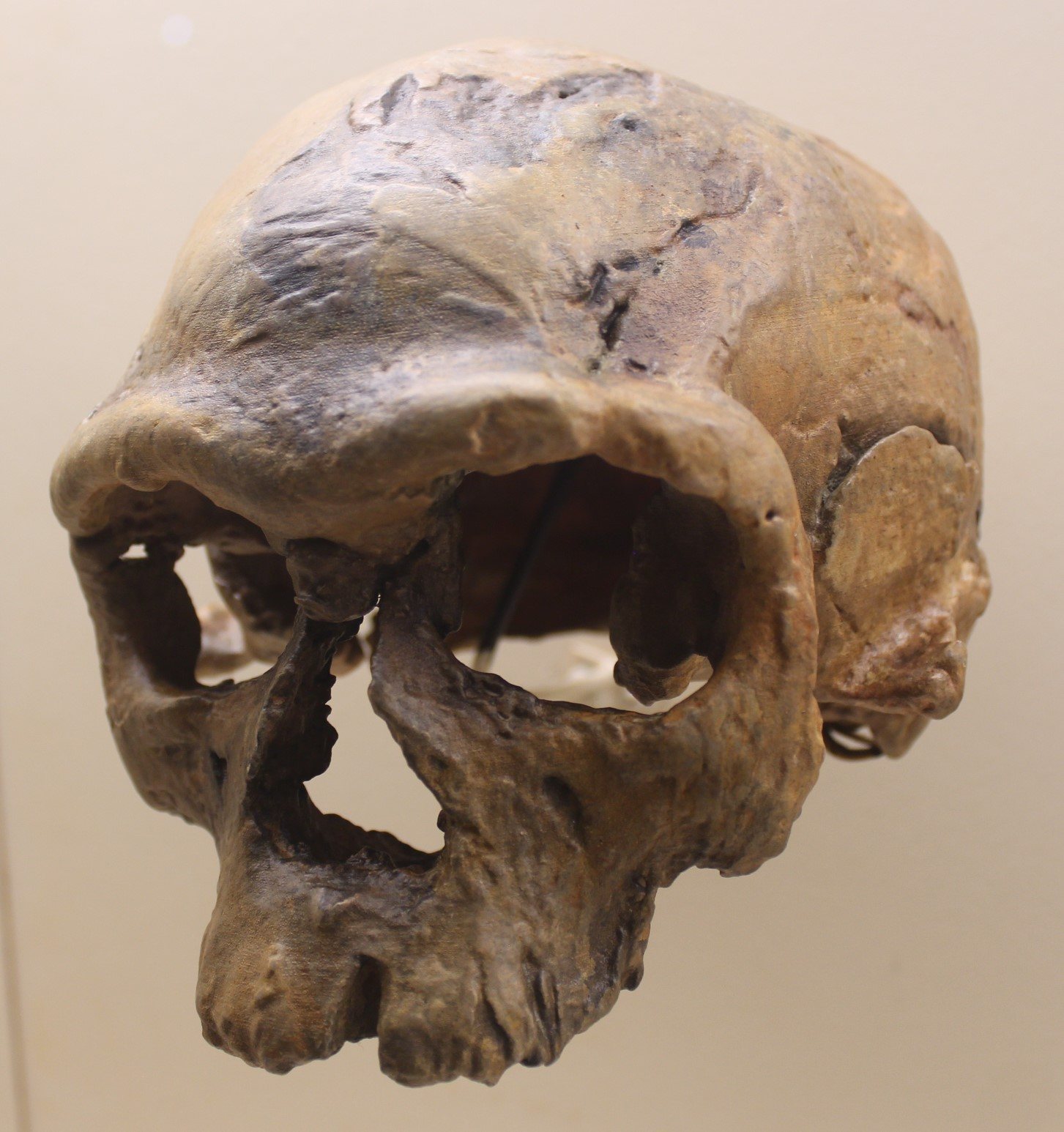 A brown skull cast of Jebel Irhoud 1 seen from the front and slightly to the side, with deep eye sockets, a heavy brow and a cracked braincase