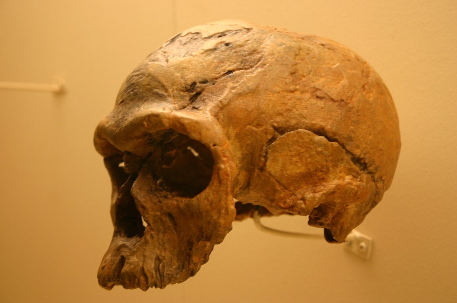 A brown cast of the Jebel Irhoud 1 skull seen from the side against warm yellow light, showing a long, low braincase behind a short face