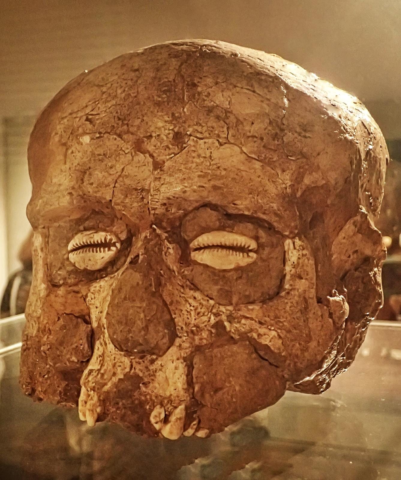 The Ashmolean's plastered skull from Jericho in a glass case, a brown plaster face over the skull with two cowrie shells for eyes and a few upper teeth showing