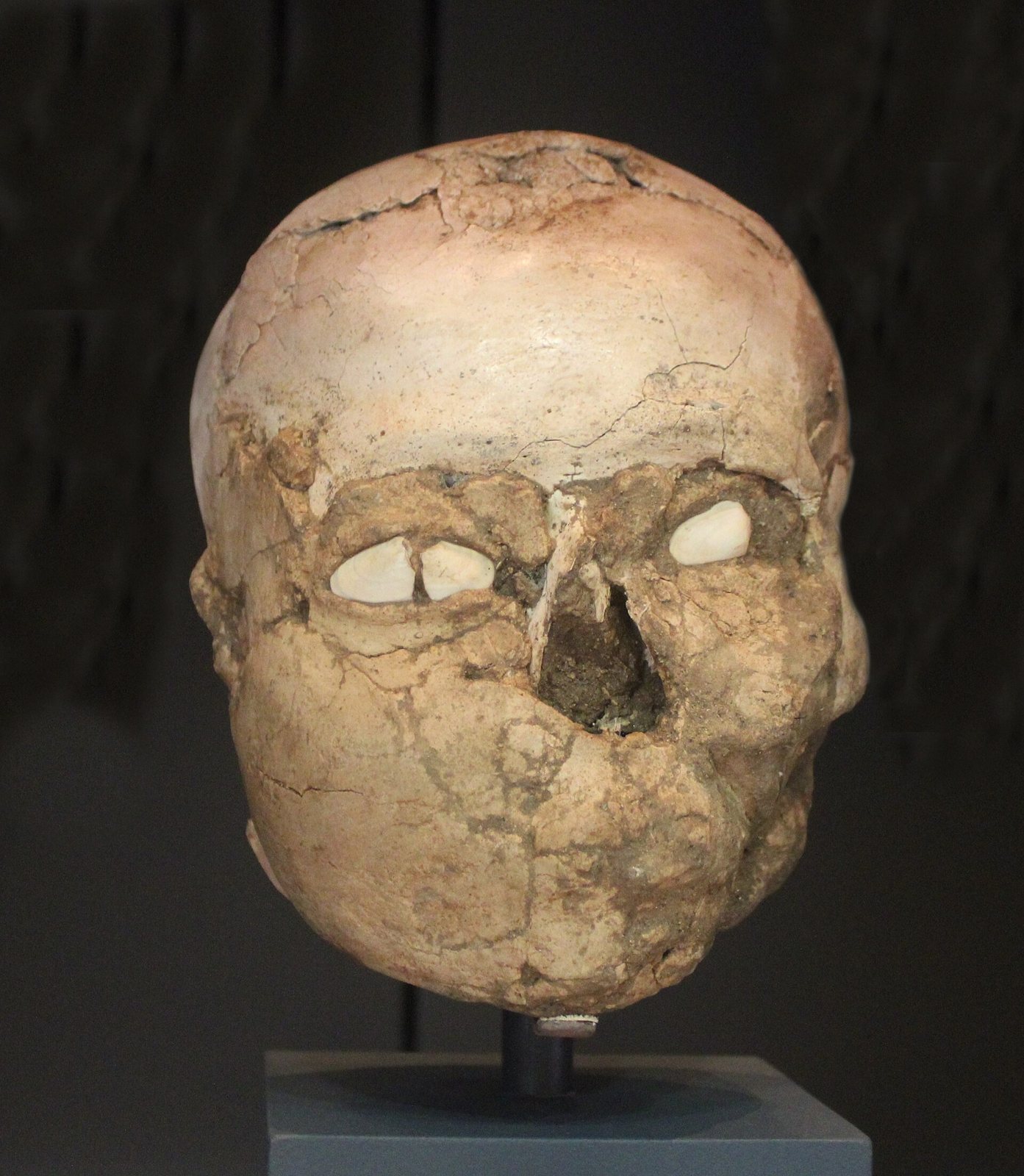 The British Museum's plastered skull from Jericho on a display stand: a pale cranium with a plaster face modelled over the lower half and white shell set in the eye sockets
