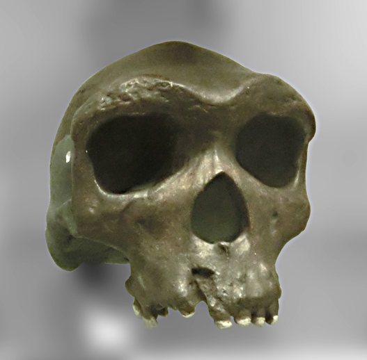 A grey-brown cast of the Kabwe 1 skull seen from the front, with a heavy brow ridge, large eye sockets, a broad nose opening and upper teeth, on a blurred grey background