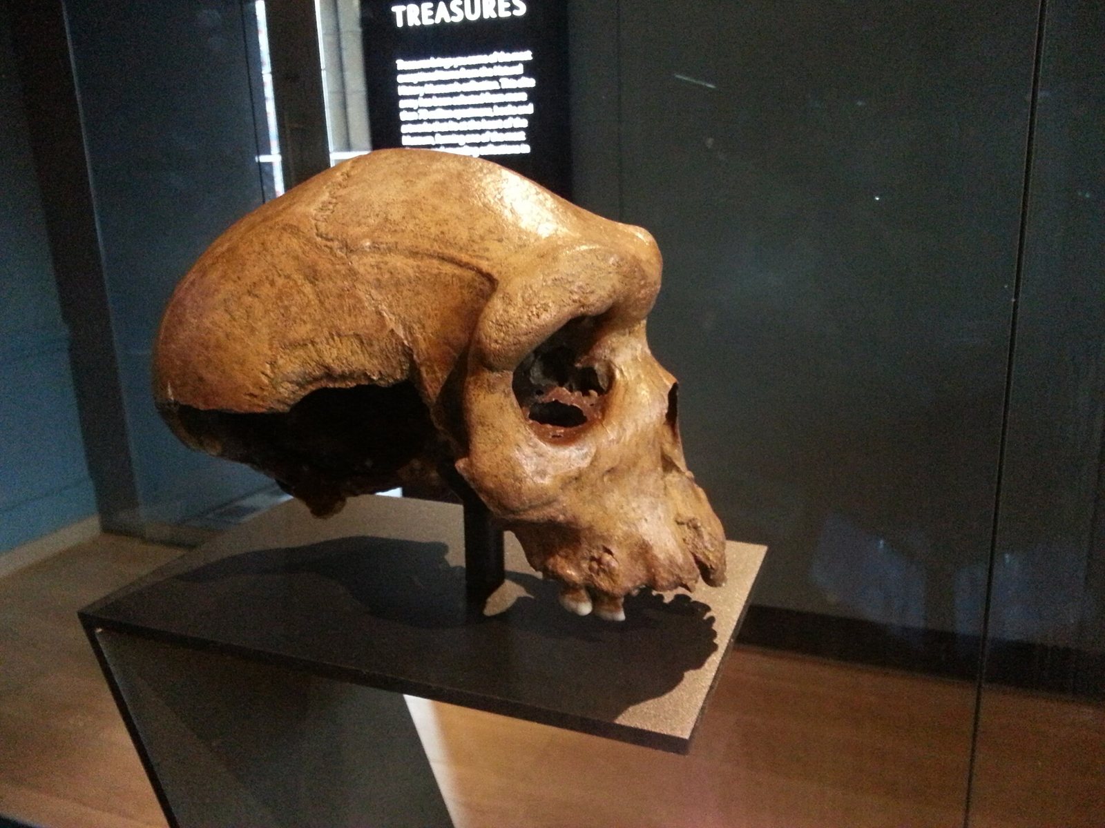 Side view of the Broken Hill skull on a mount in a glass case, showing a heavy brow ridge and a low braincase, with a display panel headed Treasures behind it
