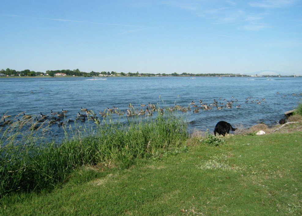 The wide Columbia River at Kennewick, with a flock of geese on the water, tall reeds and a grassy bank in the foreground, a dog at the water's edge and a bridge far off across the river
