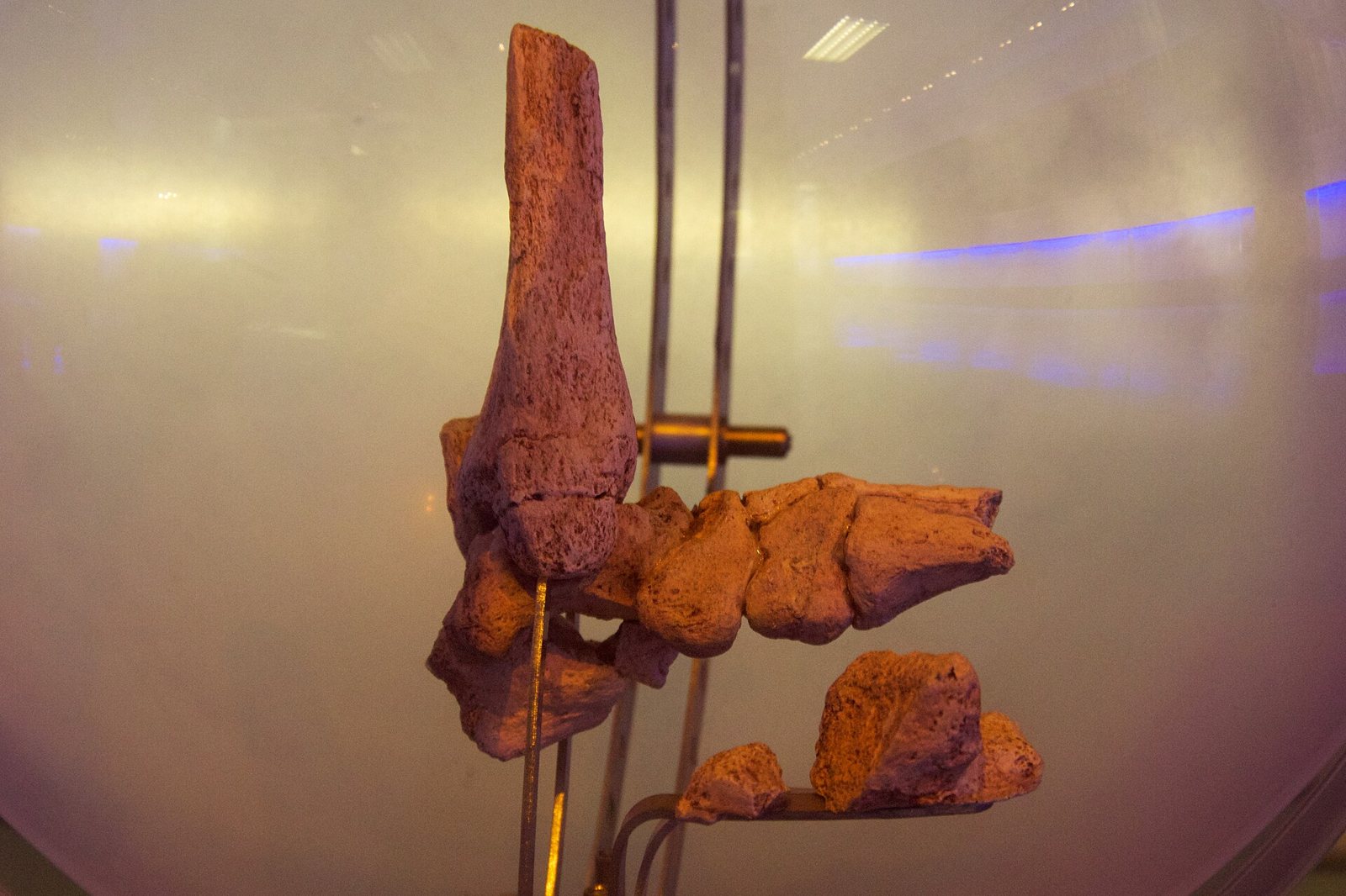 Brown fossil foot and lower-leg bones mounted on thin metal rods inside a round glass display, lit from below