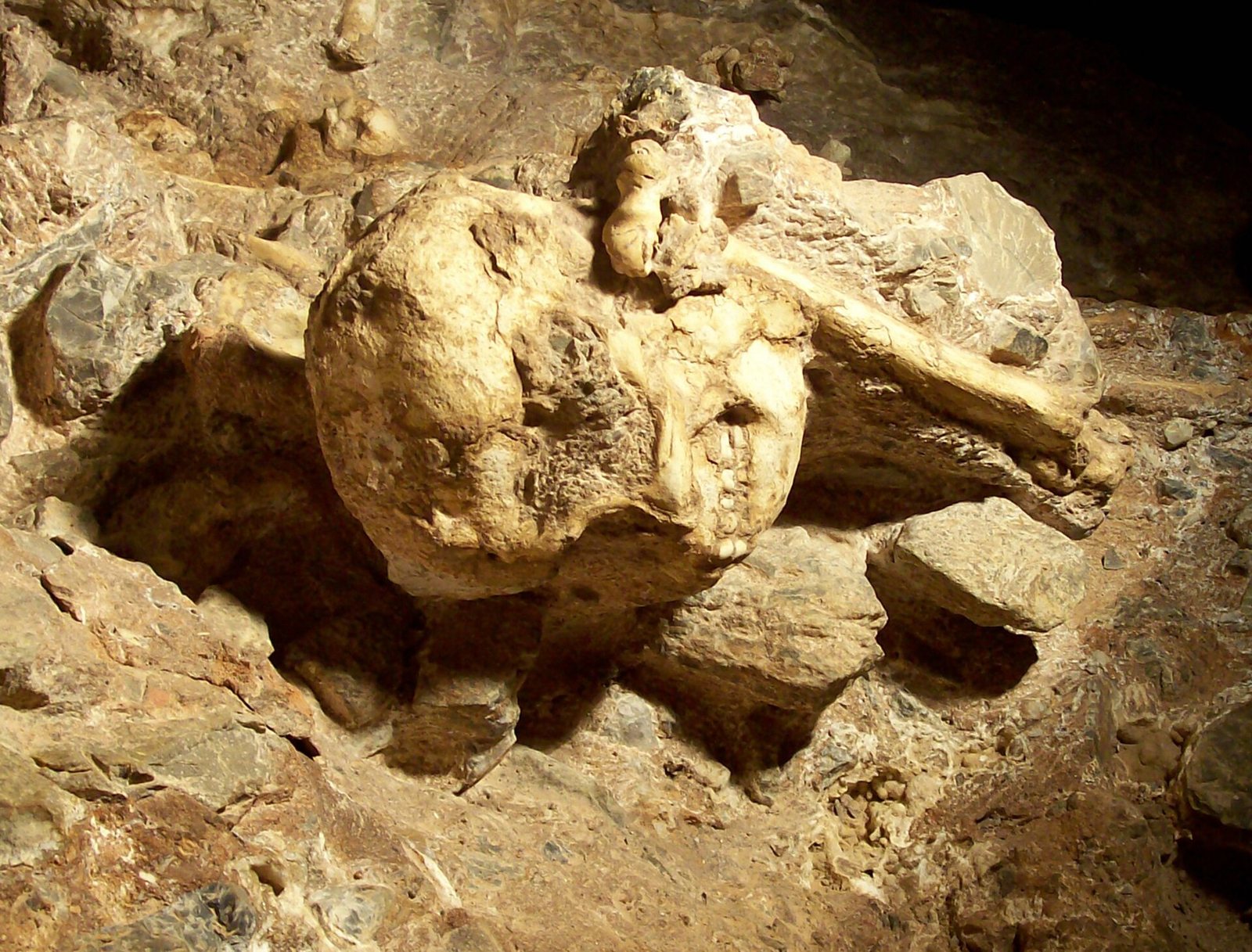 The rounded skull of Little Foot still embedded in pale brown rock on the cave wall, with a long bone running away to the right