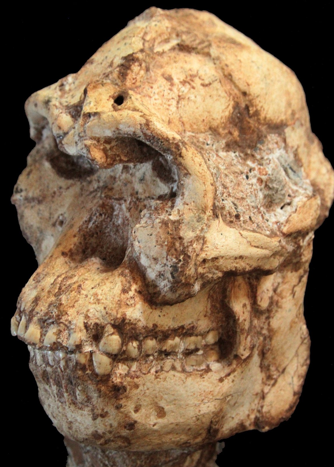 The skull of Little Foot against a black background, seen from the front and slightly to the side, with a heavy brow, a square eye socket and the upper teeth showing