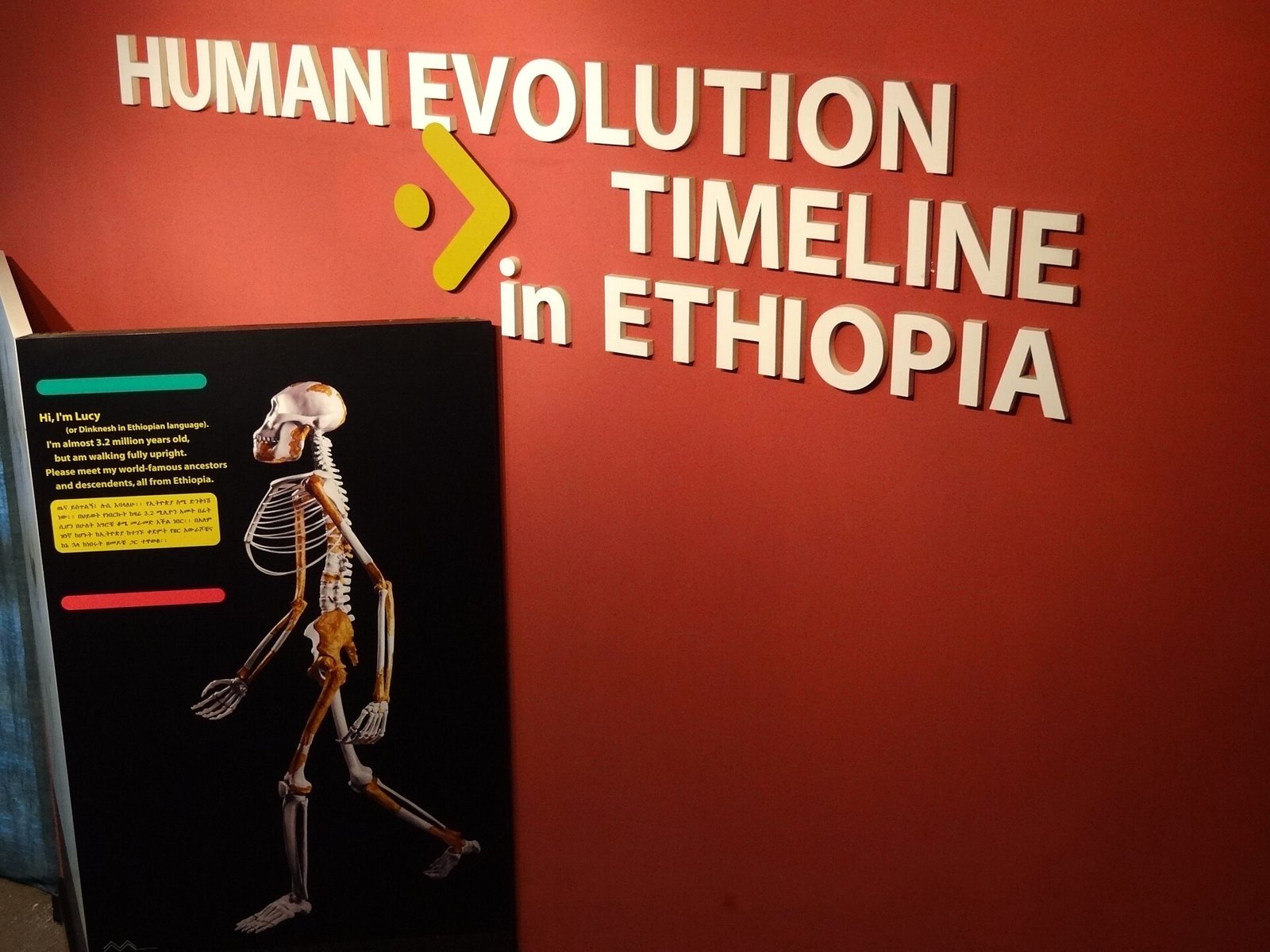 Red wall with the words Human Evolution Timeline in Ethiopia and a black information panel showing a skeleton of Lucy walking upright, with short captions in yellow and white