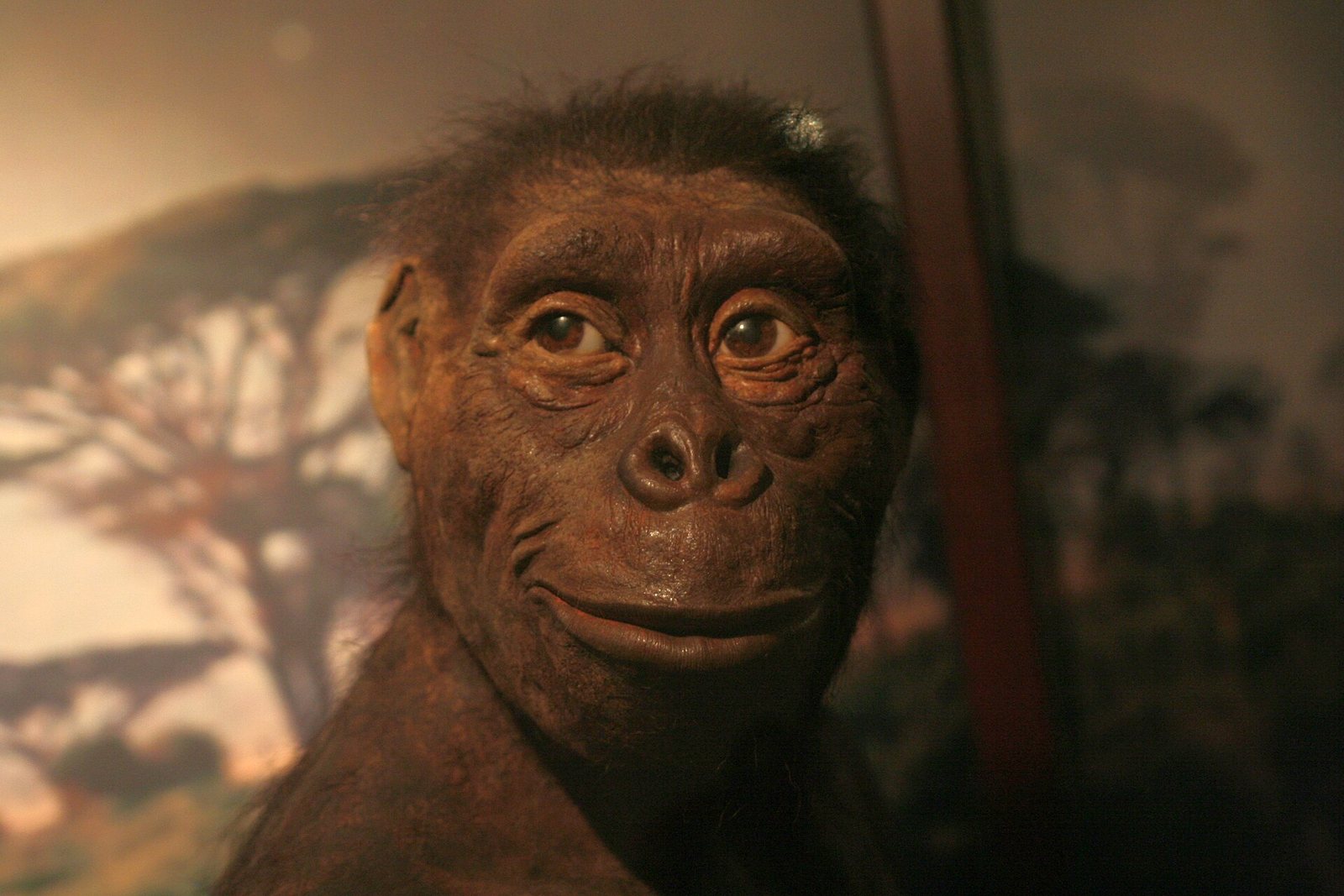 Museum reconstruction of the head of an Australopithecus afarensis female, a model with brown skin, a heavy brow, a flat nose and a calm expression, set against a painted savanna backdrop