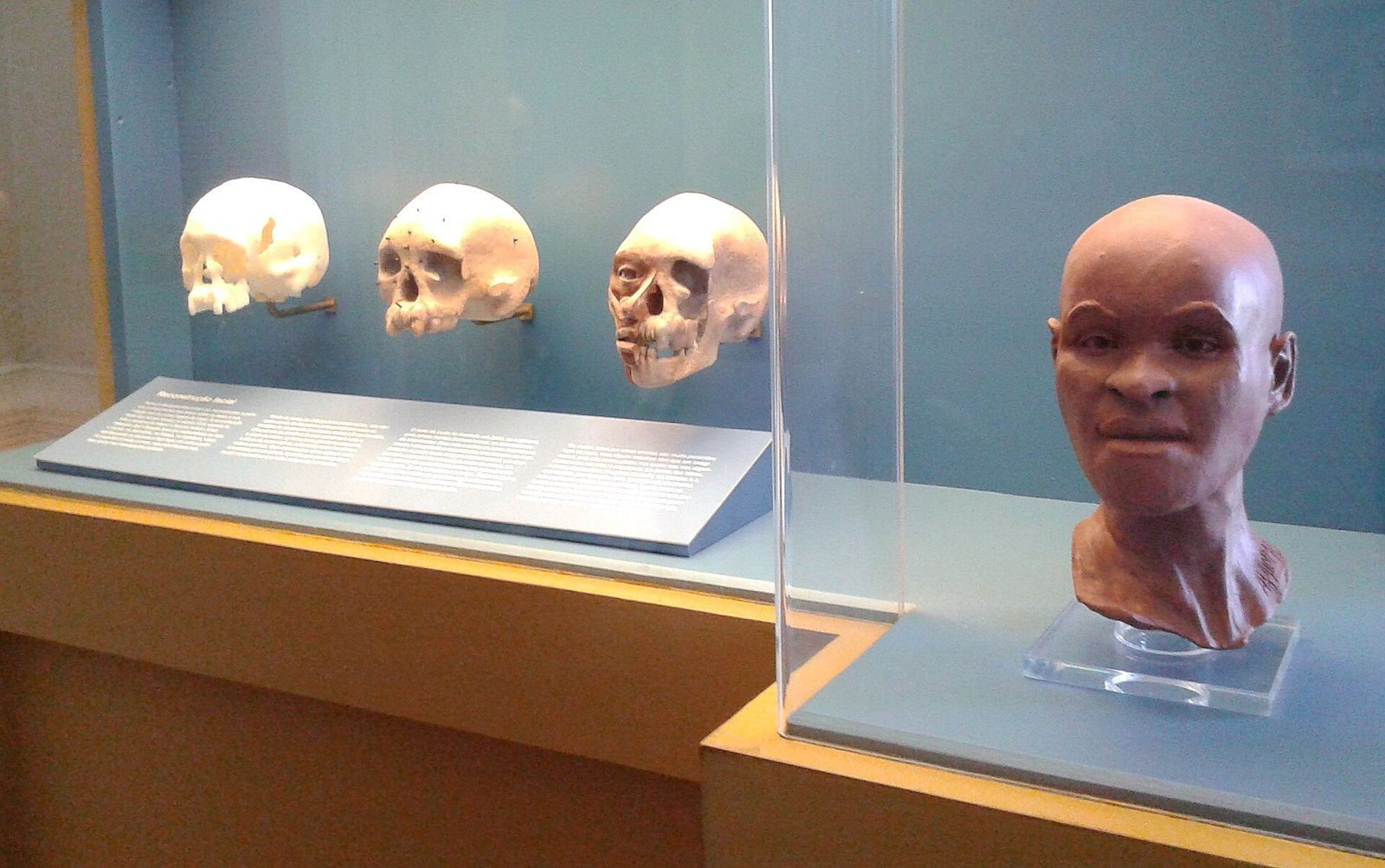 Three skulls in a museum case beside a reconstructed head of a woman with brown skin and no hair, shown on a clear stand