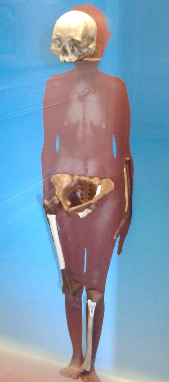 A museum display of a human-shaped red figure against a blue panel, with Luzia's skull at the top and her pelvis bones set near the middle