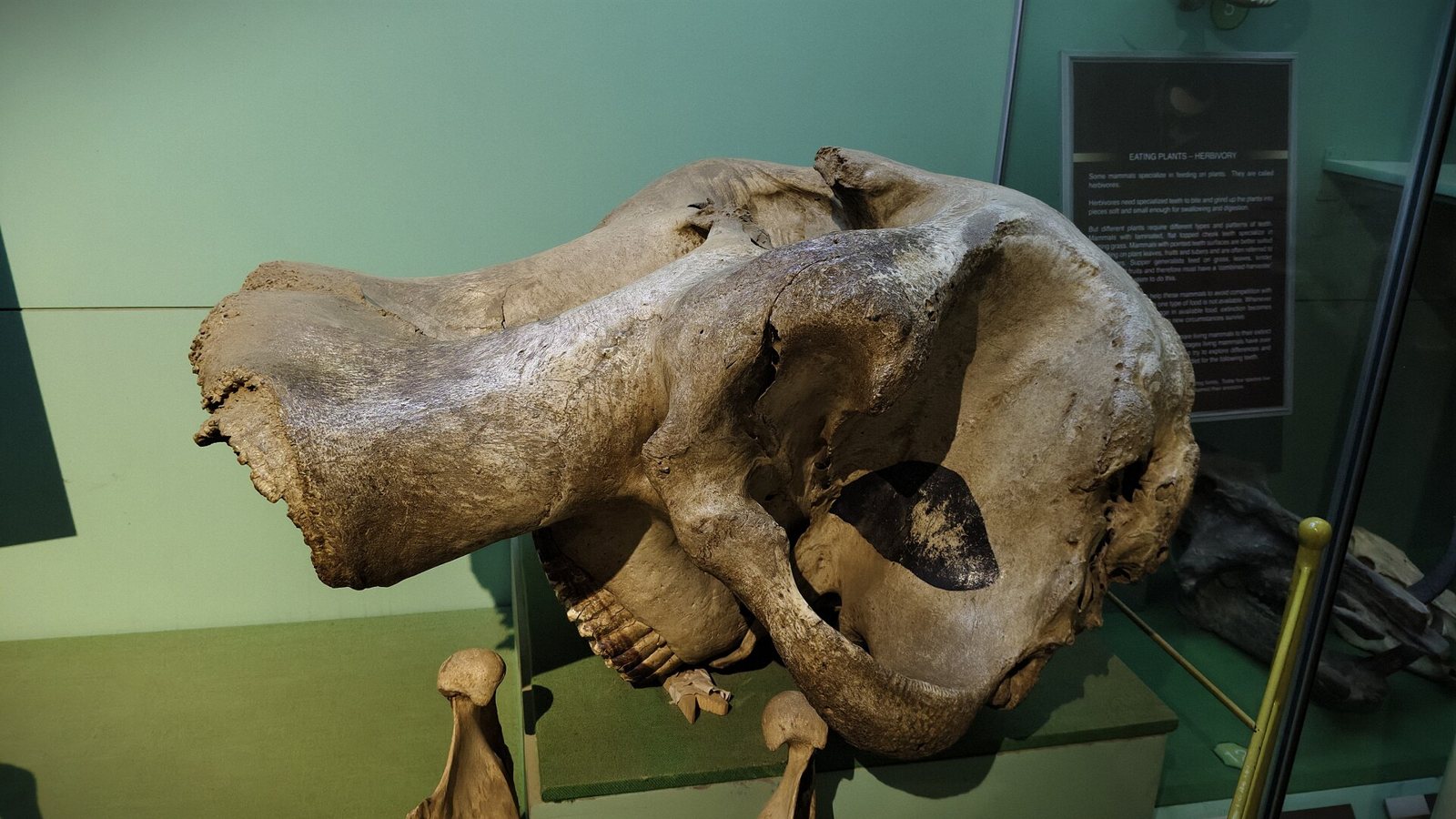 A woolly mammoth skull in a museum case, seen from the side, with a steep high-domed top, the lower jaw tucked beneath it and a text panel on the wall behind