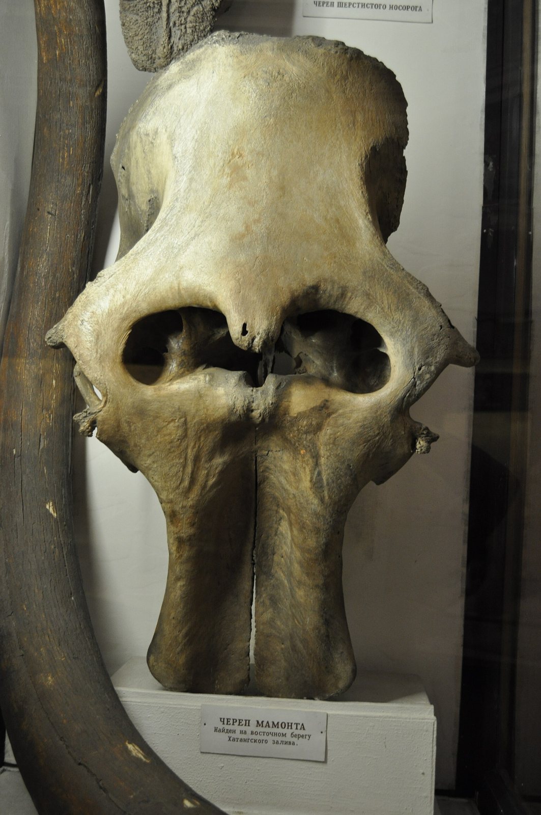 A mammoth skull seen head-on in a glass case between two curved tusks, with one large opening in the middle of the face and a label in Russian below