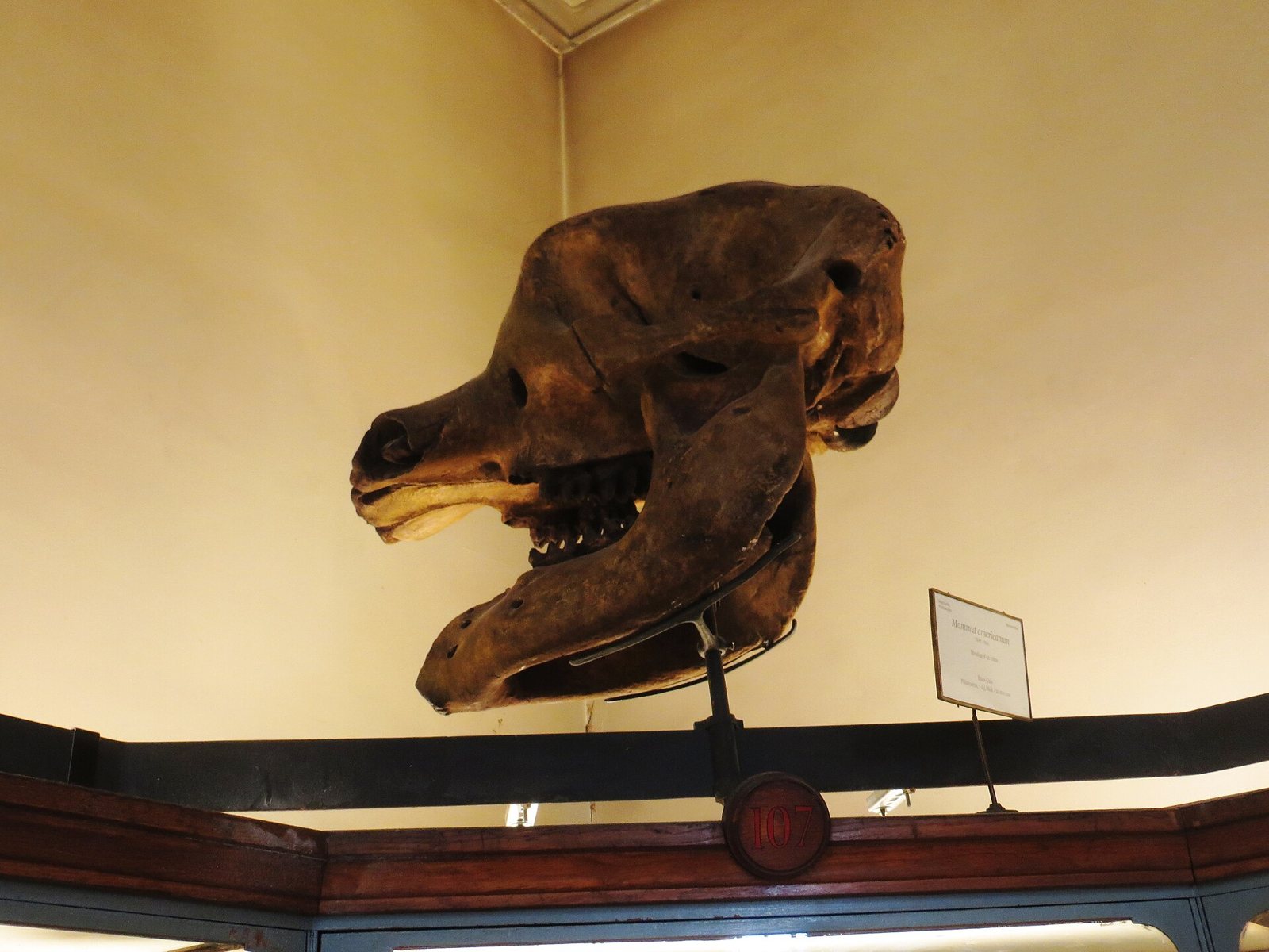 A mastodon skull mounted high on a wall bracket, seen in profile, long and low with a flat forehead and the lower jaw hanging beneath it, beside a small white label
