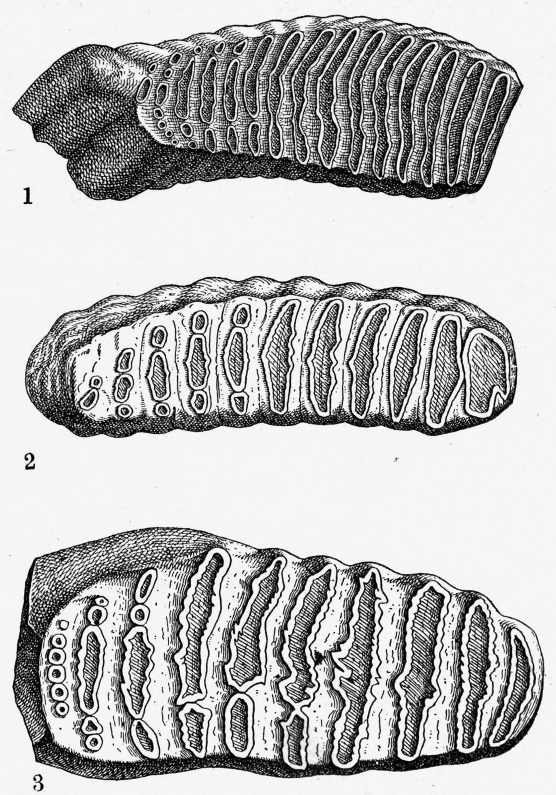 Engraved drawing of three elephant lower molars numbered 1 to 3, the first shown from the side with many thin ridges packed close together and the other two from above with broader ridges
