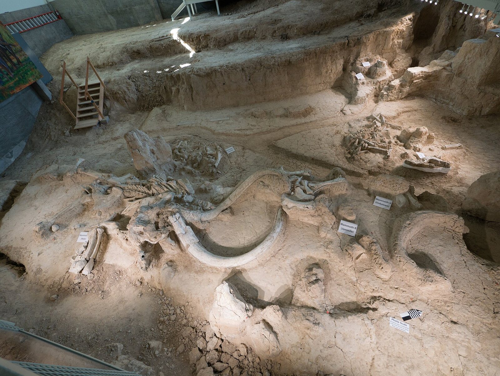 The excavated floor at Waco Mammoth National Monument, with a curved tusk and other mammoth bones lying in pale sediment, small labels beside them and a stair railing at the edge